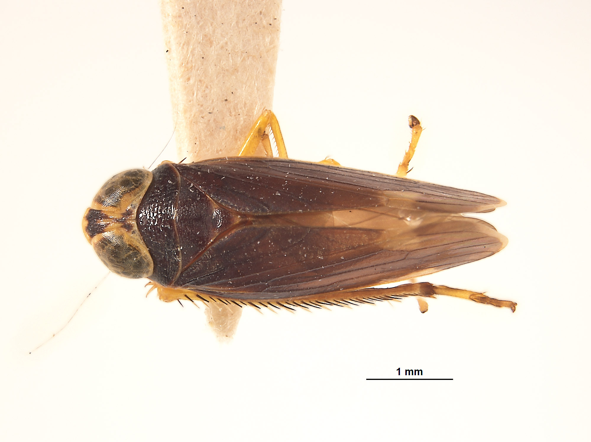 Habitus, dorsal view: (Observation).