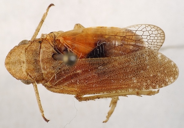 Habitus, dorsal view: (Observation).