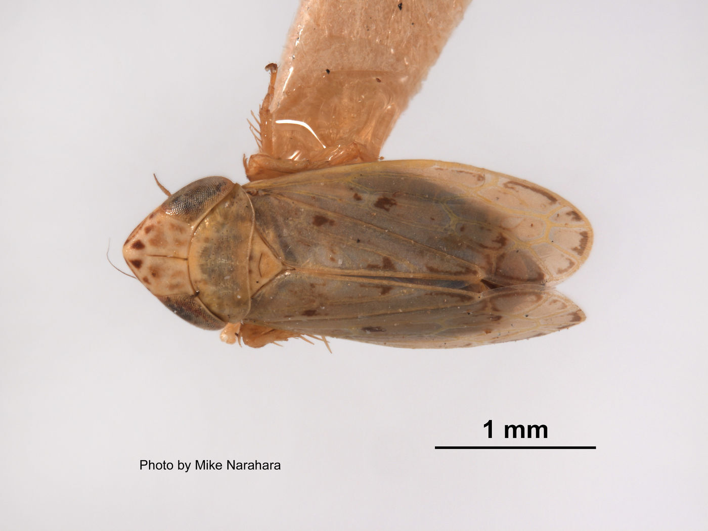 Habitus, dorsal view: !! display not done !! on Psammotettix cahuilla (Van Duzee, 1925): (Observation).