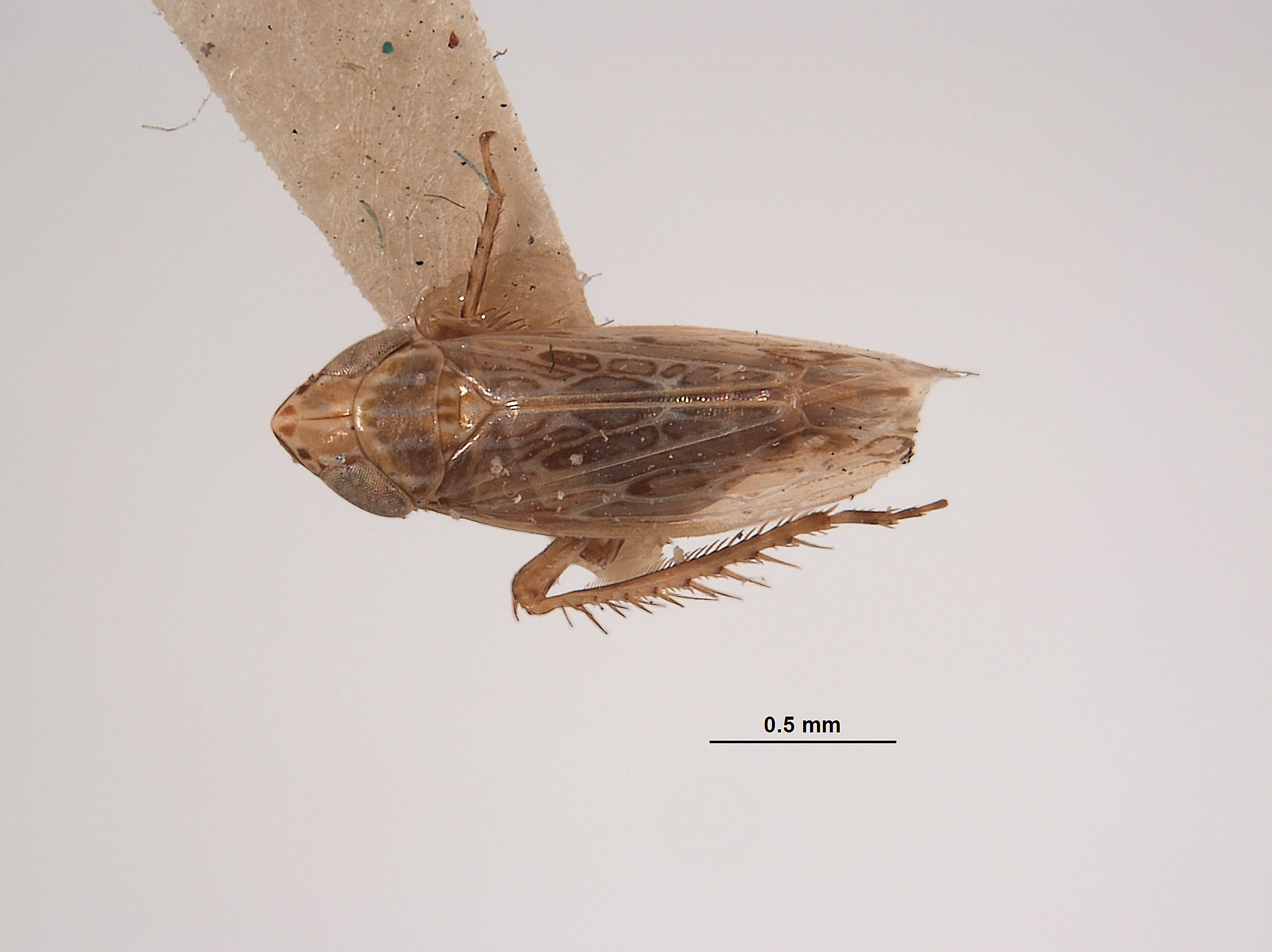 Habitus, dorsal view: !! display not done !! on Planicephalus senilis (Van Duzee, 1907): (Observation).