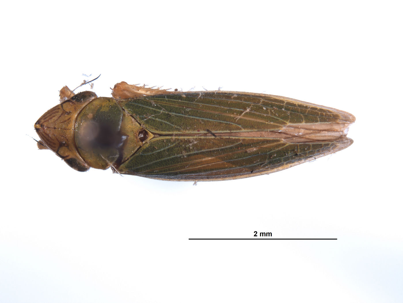 Habitus, dorsal view: (Observation).