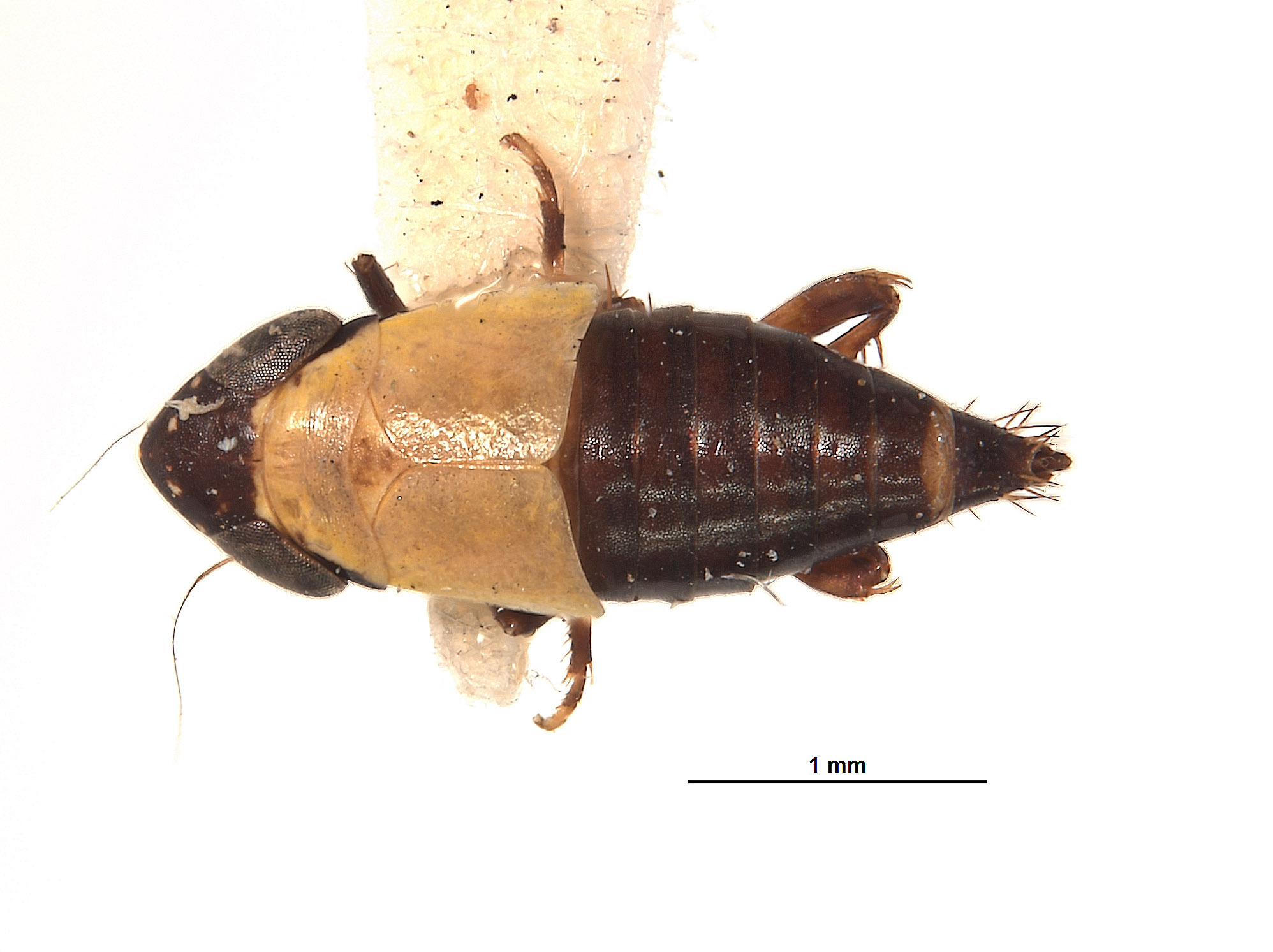 Habitus, dorsal view: !! display not done !! on Lonatura bicolor Van Duzee, 1909: (Observation).