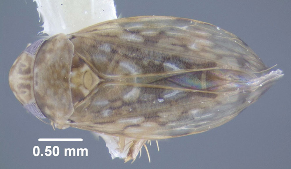 Habitus, dorsal view: !! display not done !! on Xestocephalus similis Peters, 1933: (Observation).