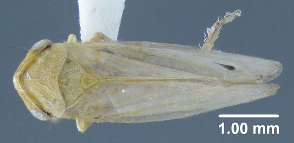 Habitus, dorsal view: !! display not done !! on Macropsis (Macropsis) ocellata Provancher, 1872: (Observation).