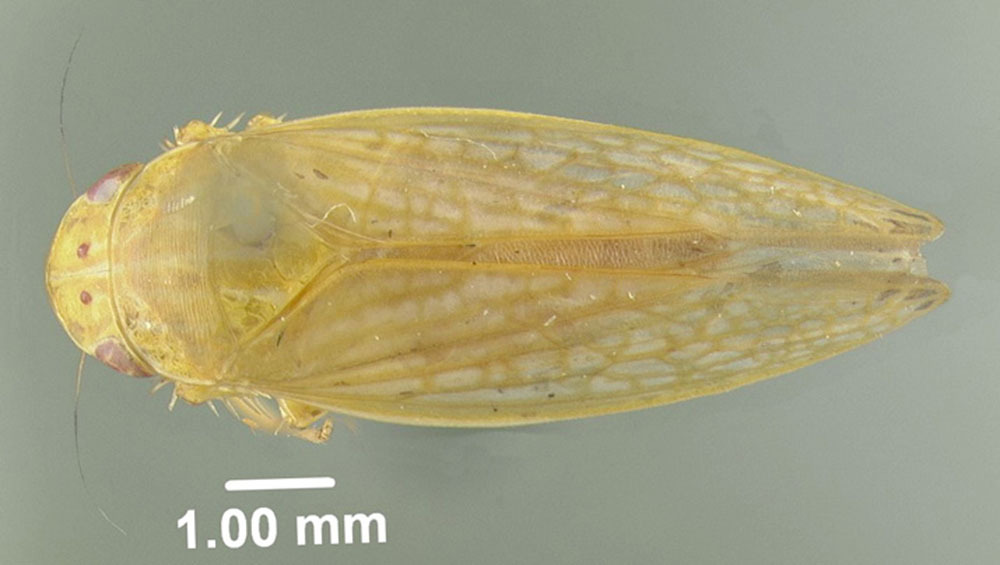 Habitus, dorsal view: !! display not done !! on Gyponana (Gyponana) cacumina DeLong, 1942: (Observation).