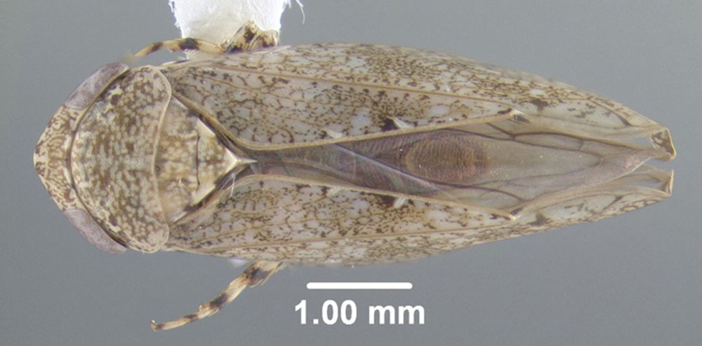 Habitus, dorsal view: !! display not done !! on Paraphlepsius (Gamarex) tennessa (DeLong, 1916): (Observation).