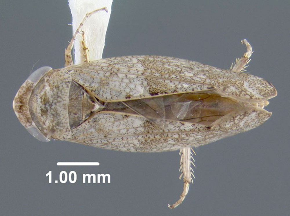 Habitus, dorsal view: !! display not done !! on Pendarus (Pendarus) punctiscriptus (Van Duzee, 1892): (Observation).