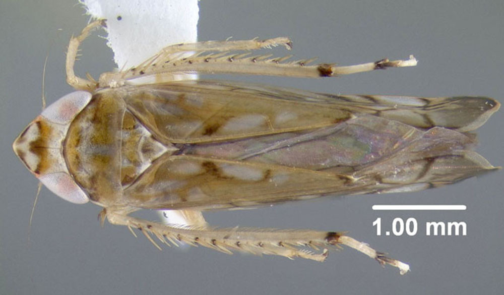 Habitus, dorsal view: !! display not done !! on Scaphoideus (Latenus) veterator DeLong & Beery, 1936: (Observation).