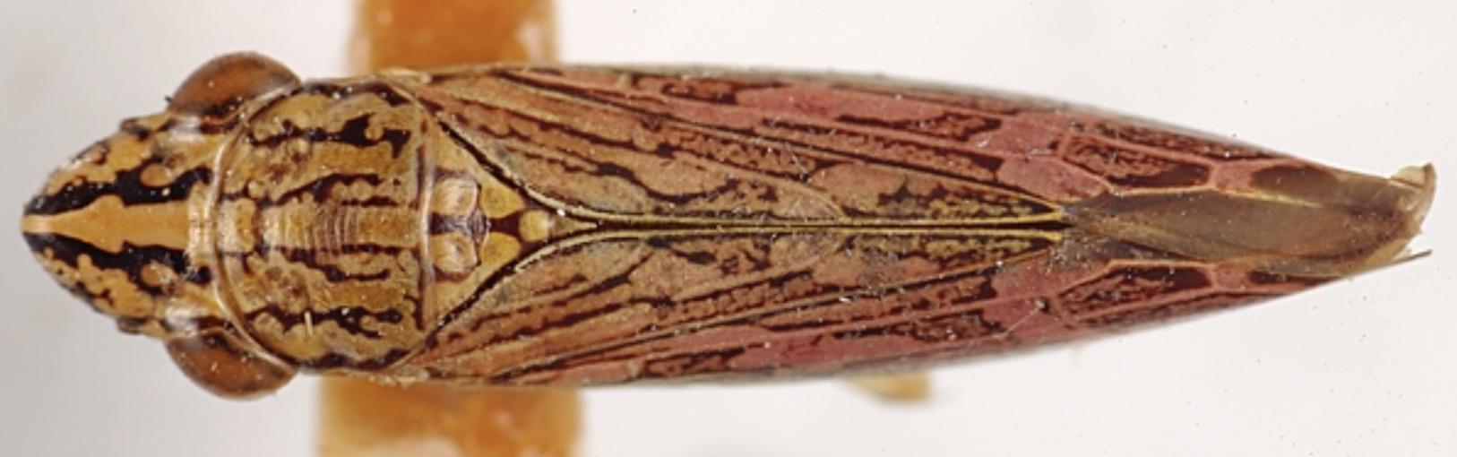 Habitus, dorsal view: !! display not done !! on Ehagua dubiosa (Dozier, 1931): (Observation).