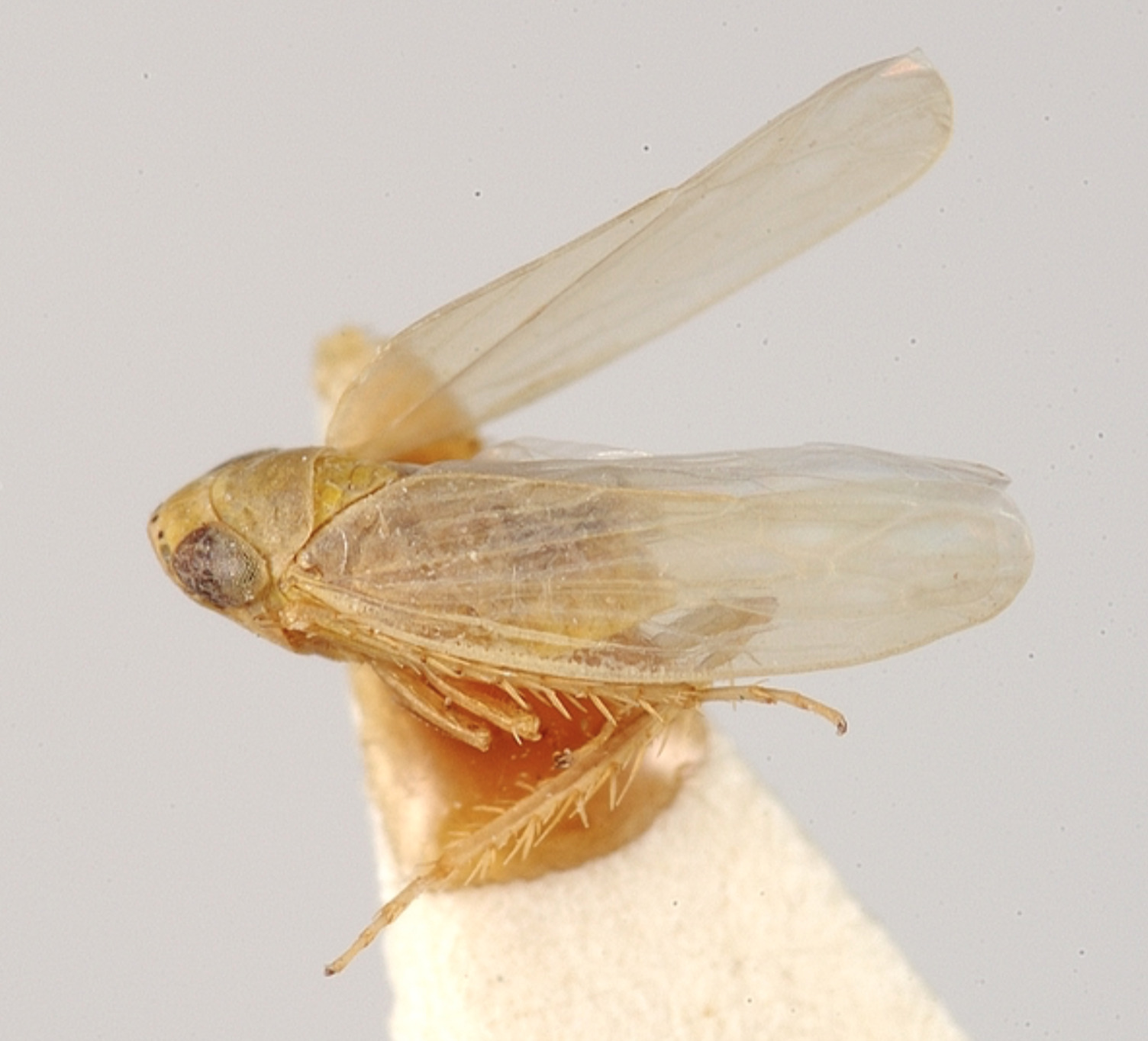 Habitus, lateral view: (Observation).