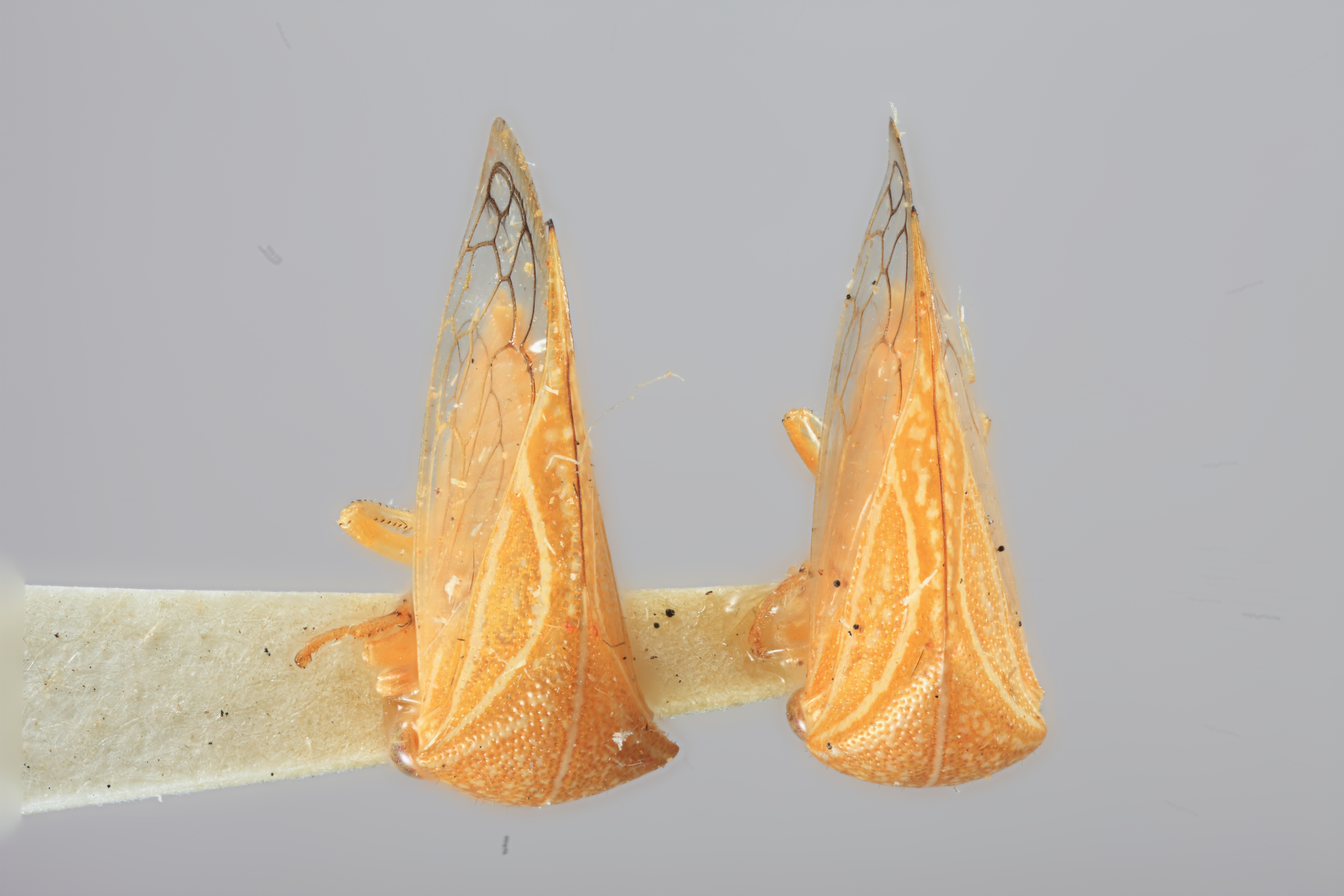 Habitus, dorsal view: !! display not done !! on Trichaetipyga infantilis (Ball, 1937): (Observation).