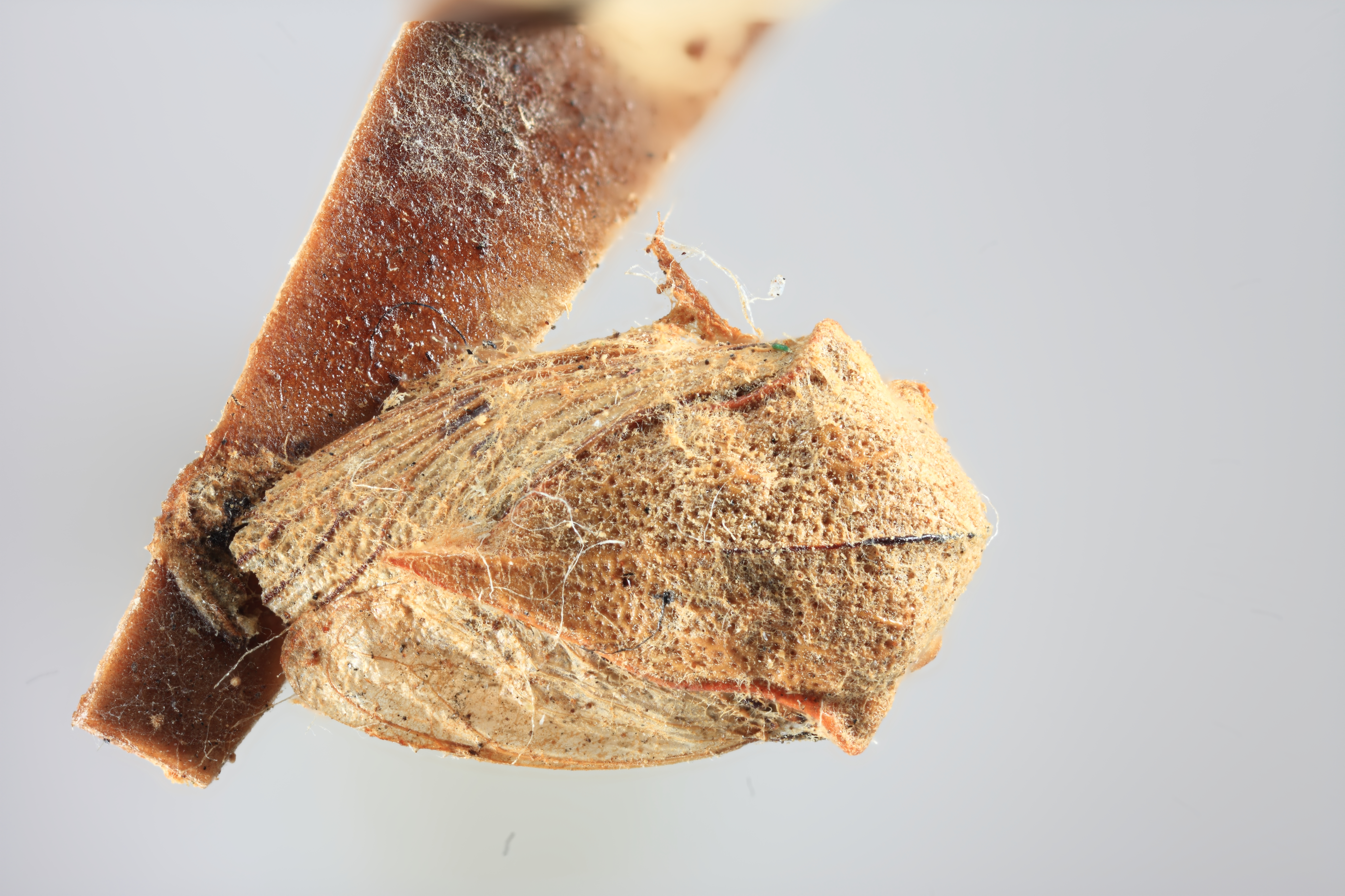 Habitus, dorsal view: (Observation).