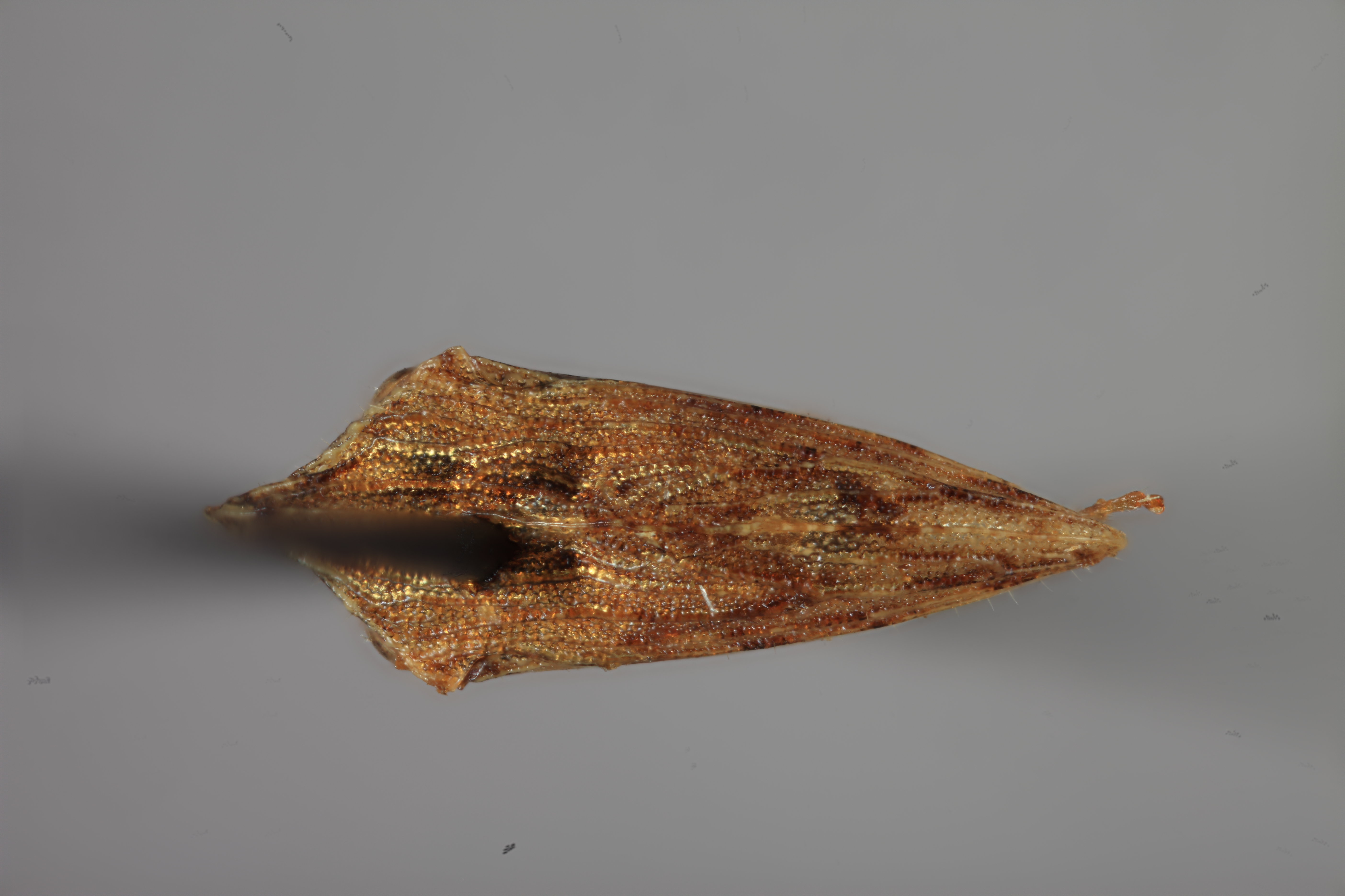 Habitus, dorsal view: !! display not done !! on Publilia erecta Plummer, 1935: (Observation).