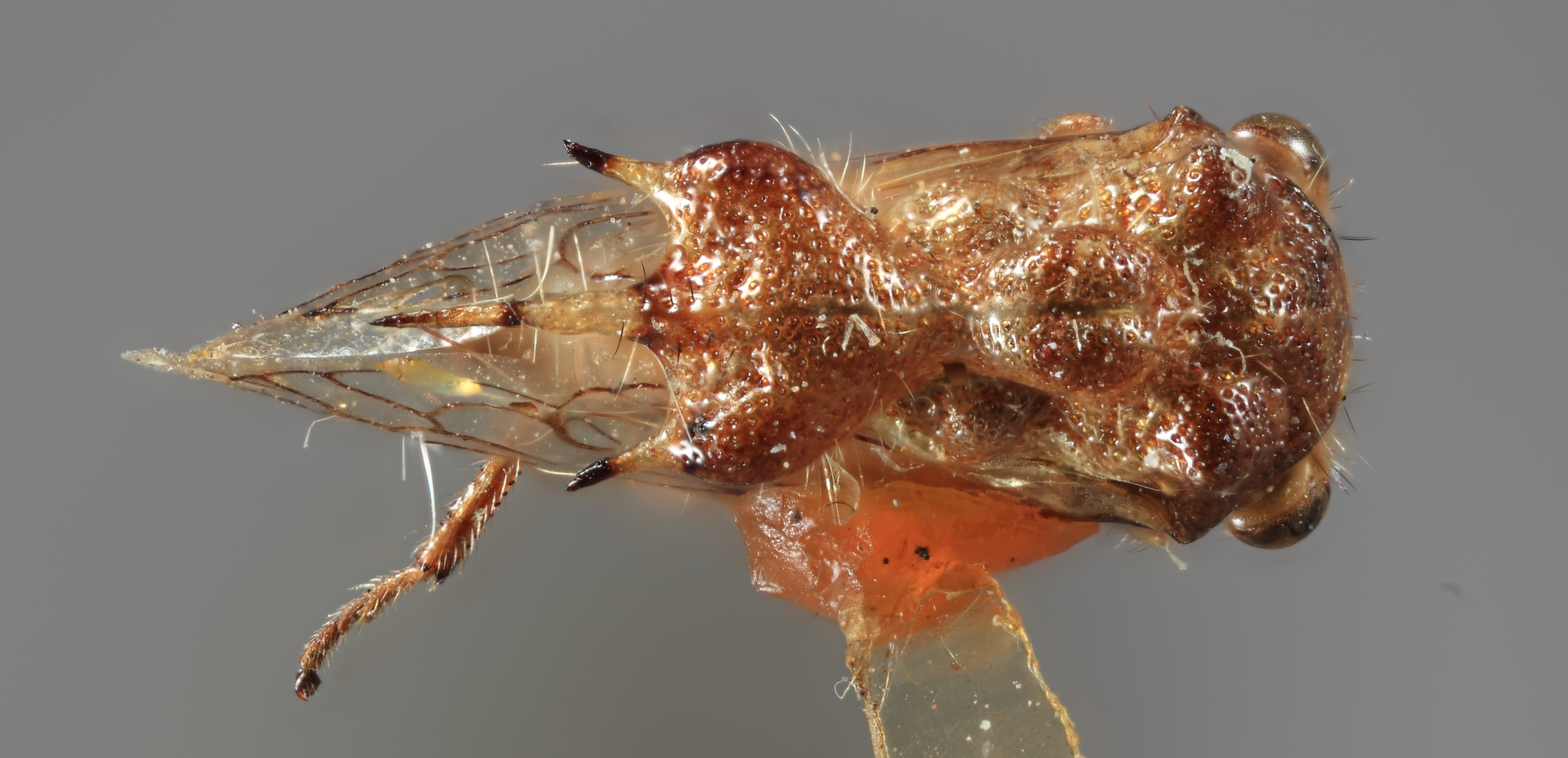 Habitus, dorsal view: !! display not done !! on Poppea variegata (Plummer, 1935): (Observation).