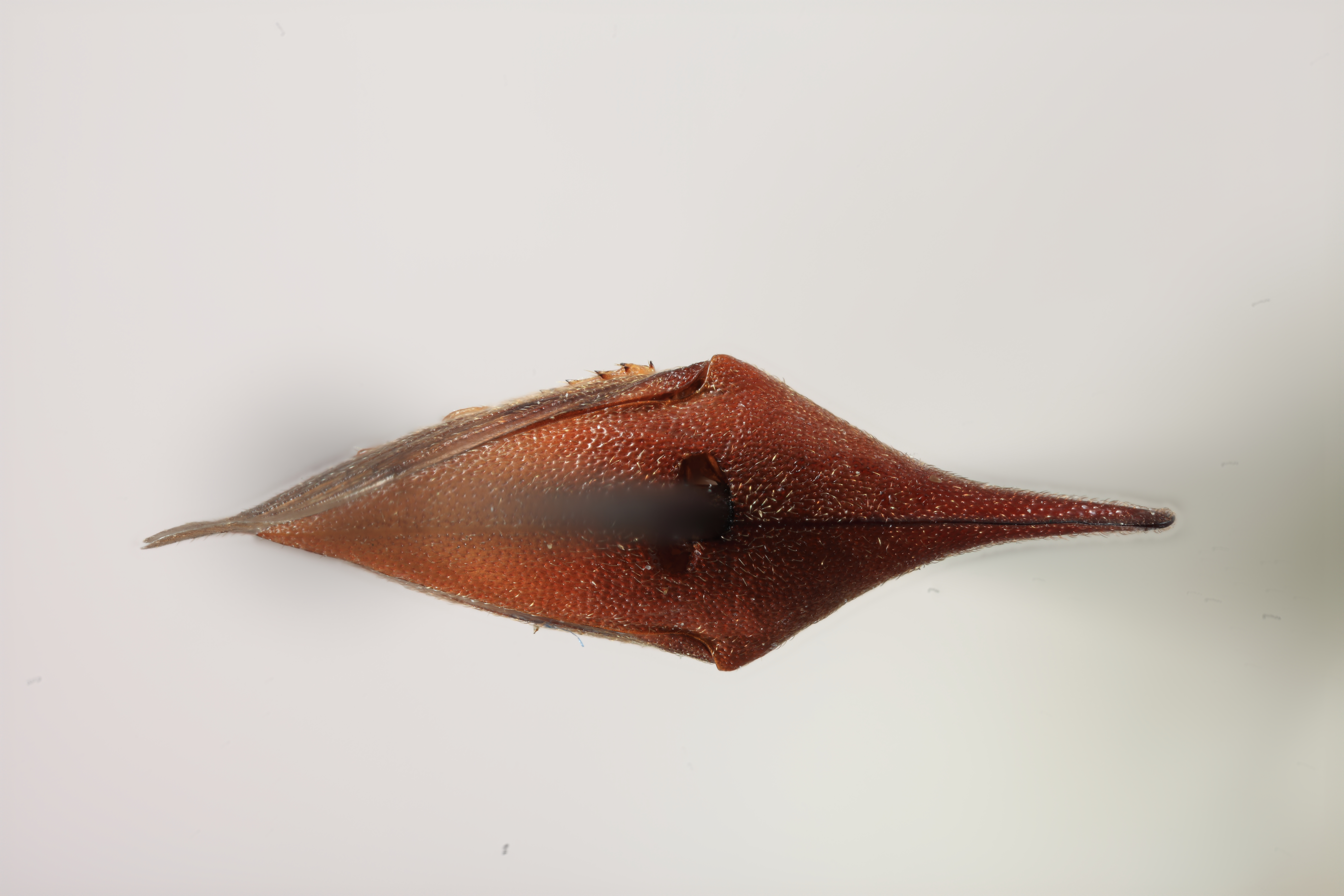 Habitus, dorsal view: !! display not done !! on Guayaquila coffea (Funkhouser, 1943): (Observation).