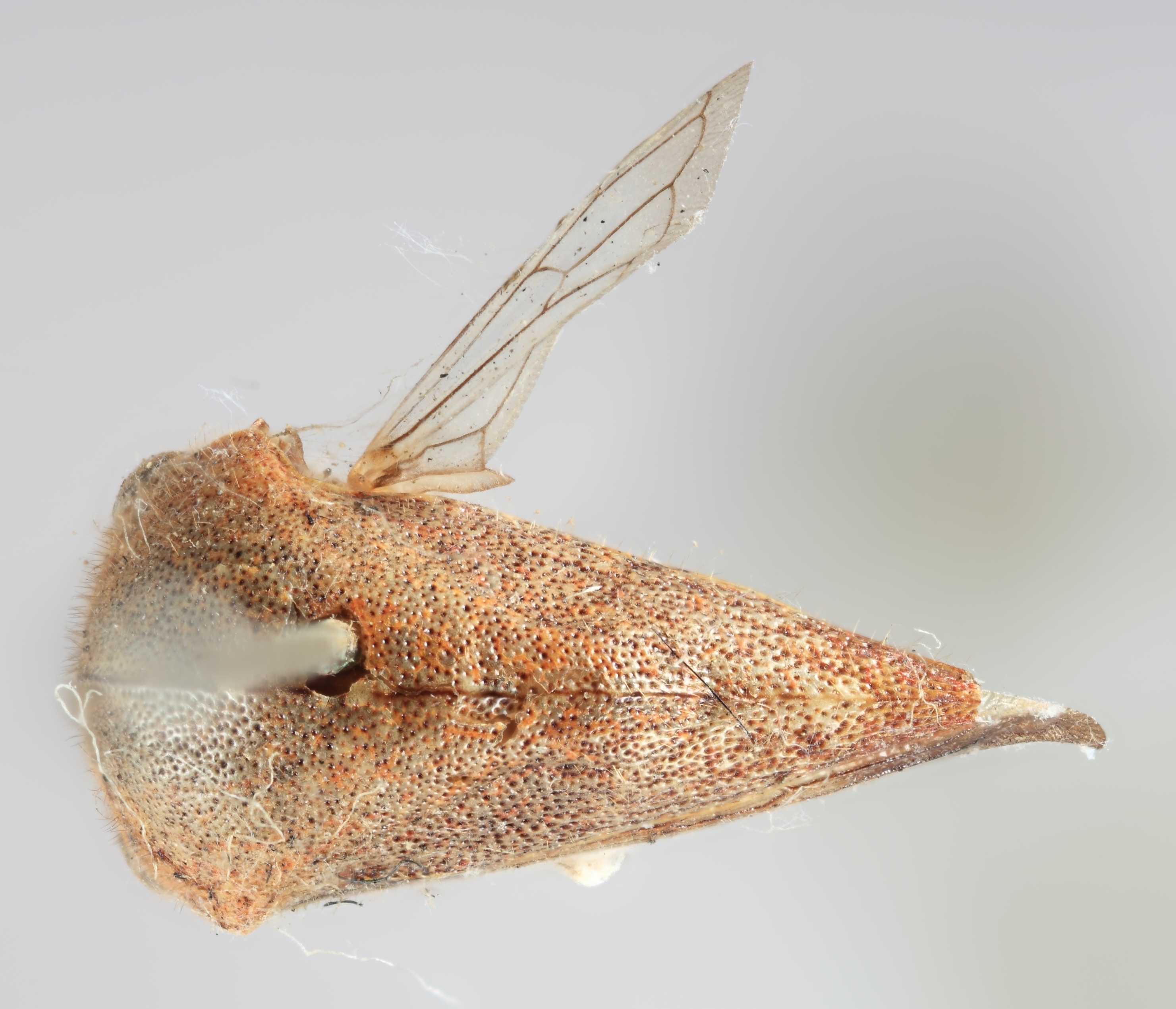 Habitus, dorsal view: !! display not done !! on Carynota strombergi Goding, 1893: (Observation).
