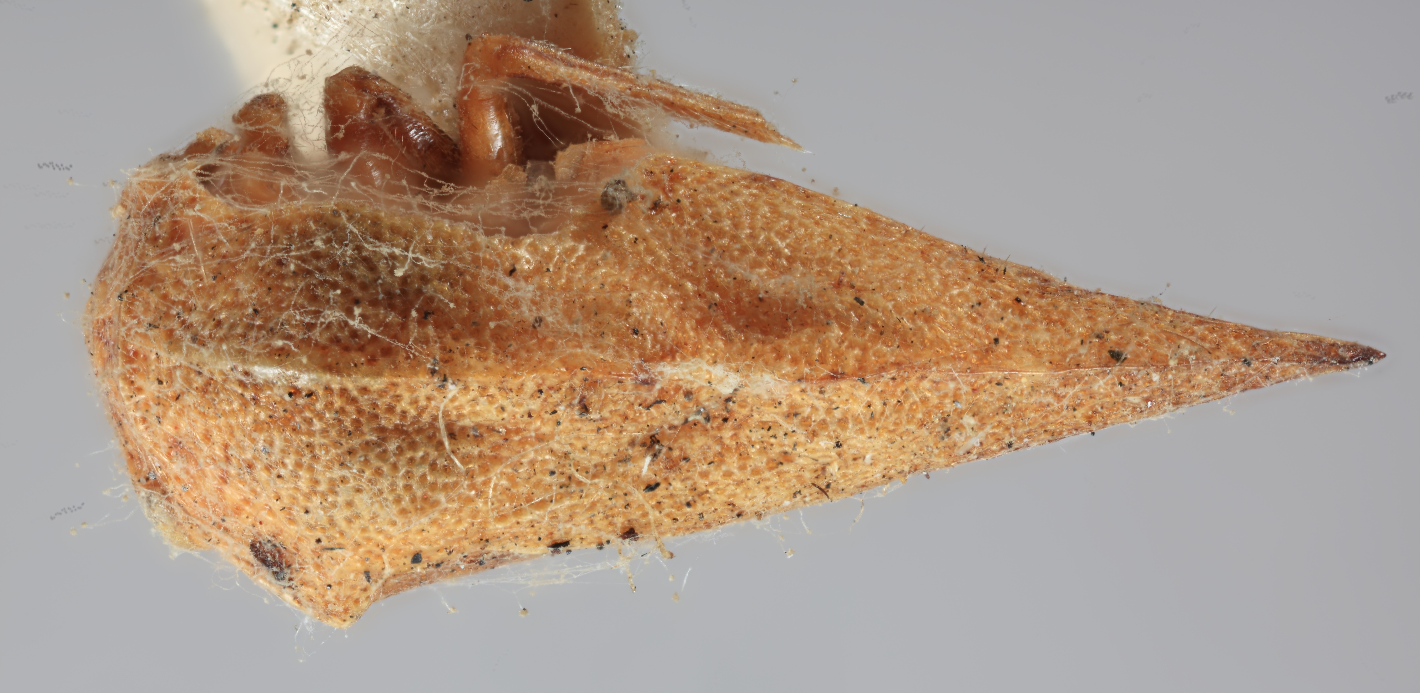 Habitus, dorsal view: !! display not done !! on Ashmeadea concinna (Goding, 1893): (Observation).