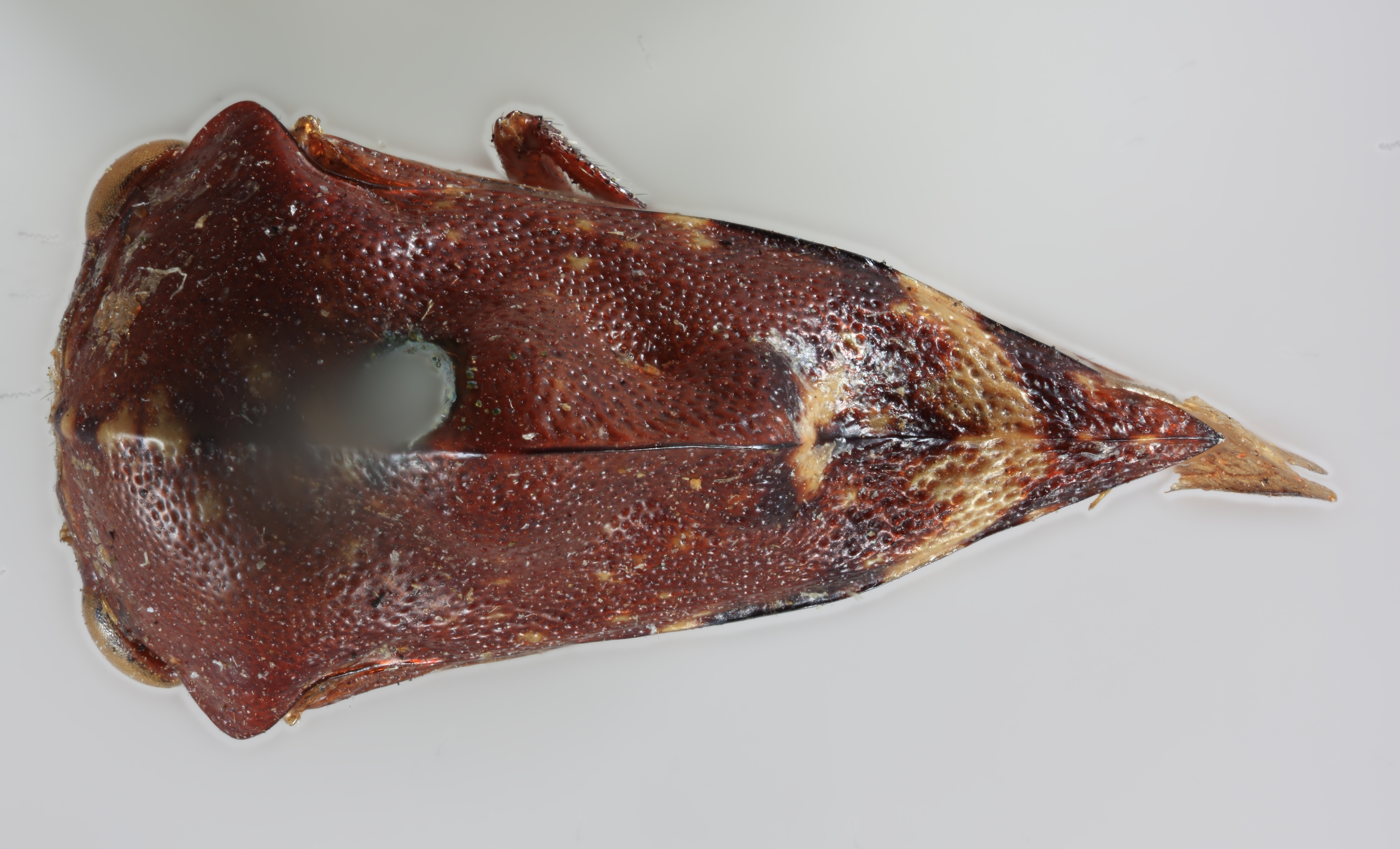 Habitus, dorsal view: !! display not done !! on Telamona compacta Ball, 1903: (Observation).