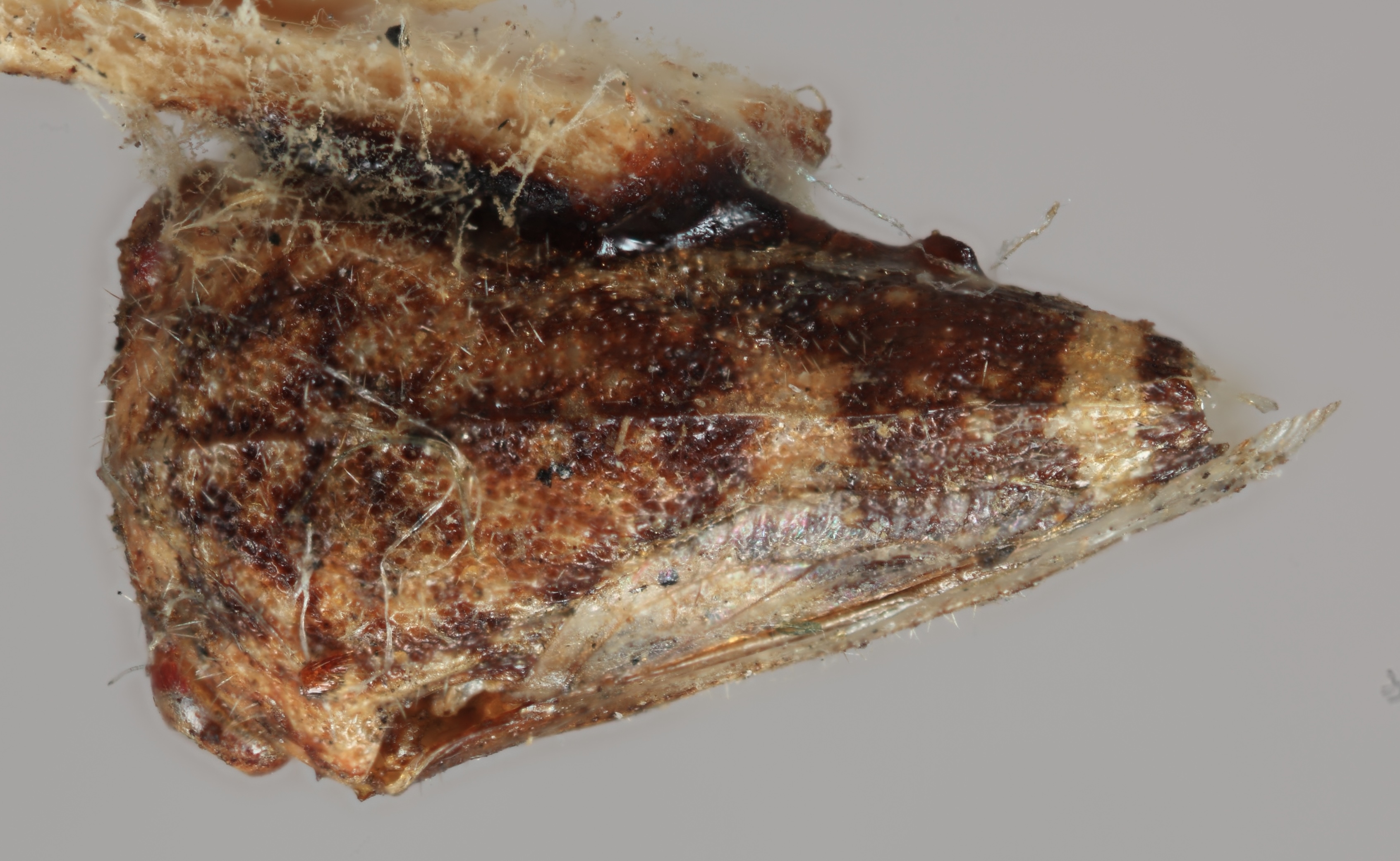 Habitus, dorsal view: !! display not done !! on Vanduzea laeta Goding, 1893: (Observation).
