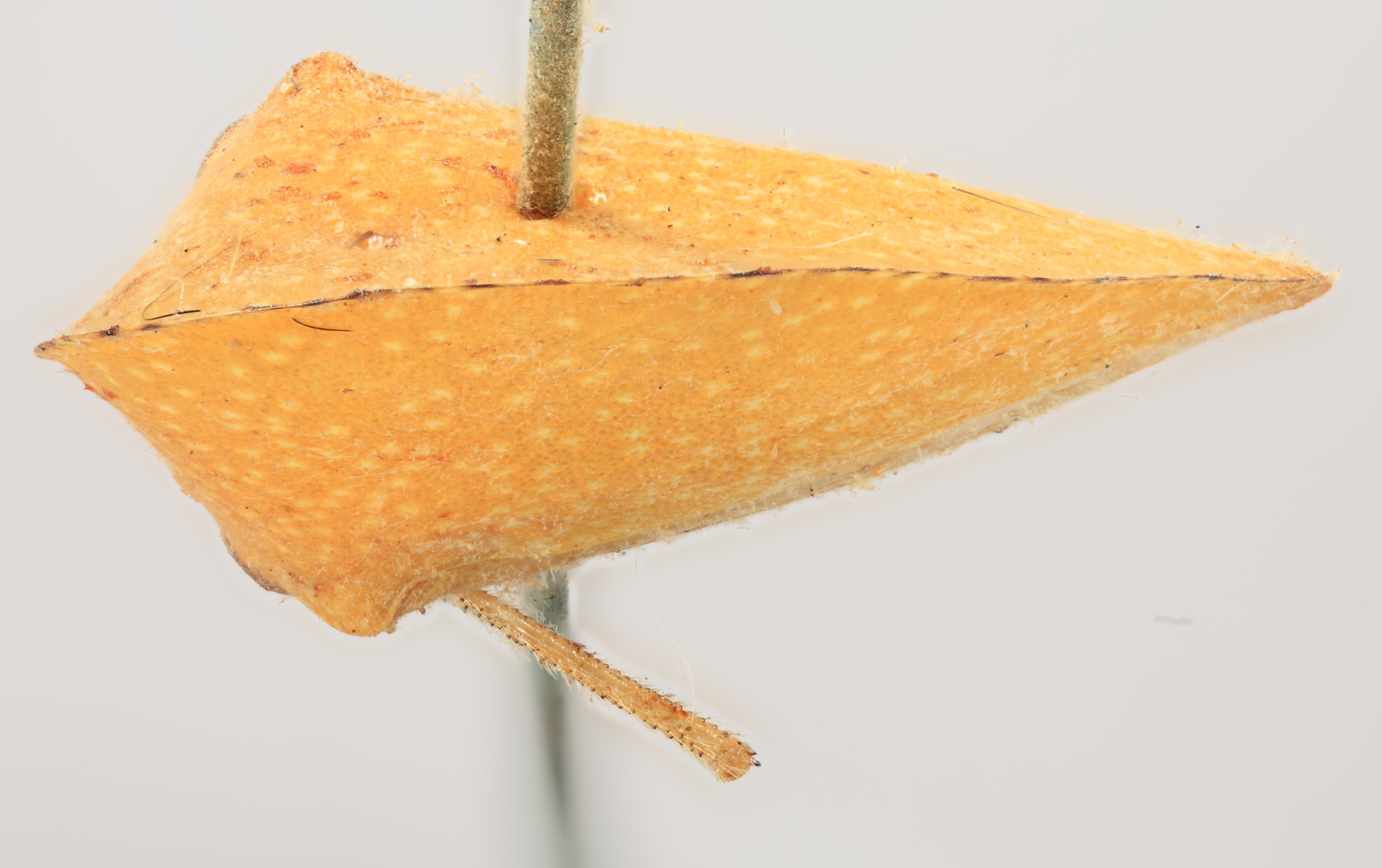 Habitus, dorsal view: !! display not done !! on Archasia auriculata (Fitch, 1851): (Observation).