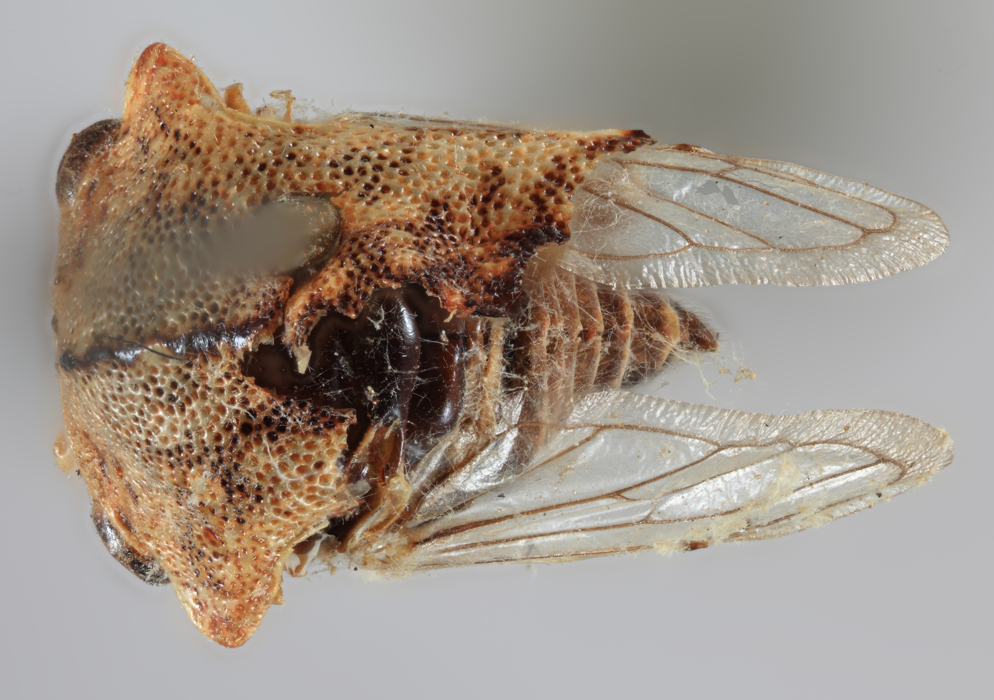 Habitus, dorsal view: !! display not done !! on Heliria fagi (Fitch, 1851): (Observation).