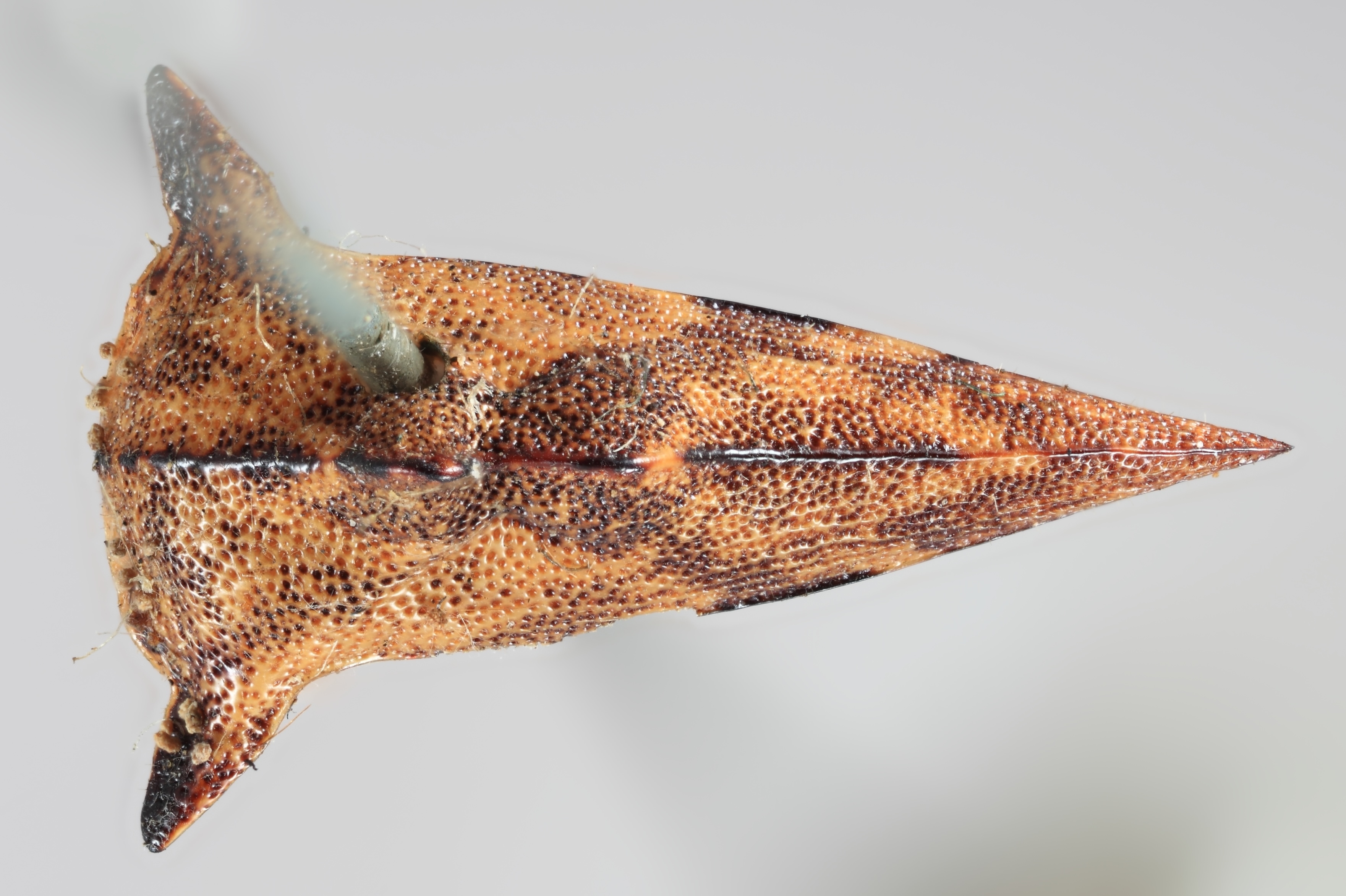 Habitus, dorsal view: !! display not done !! on Heliria strombergi Goding, 1893: (Observation).