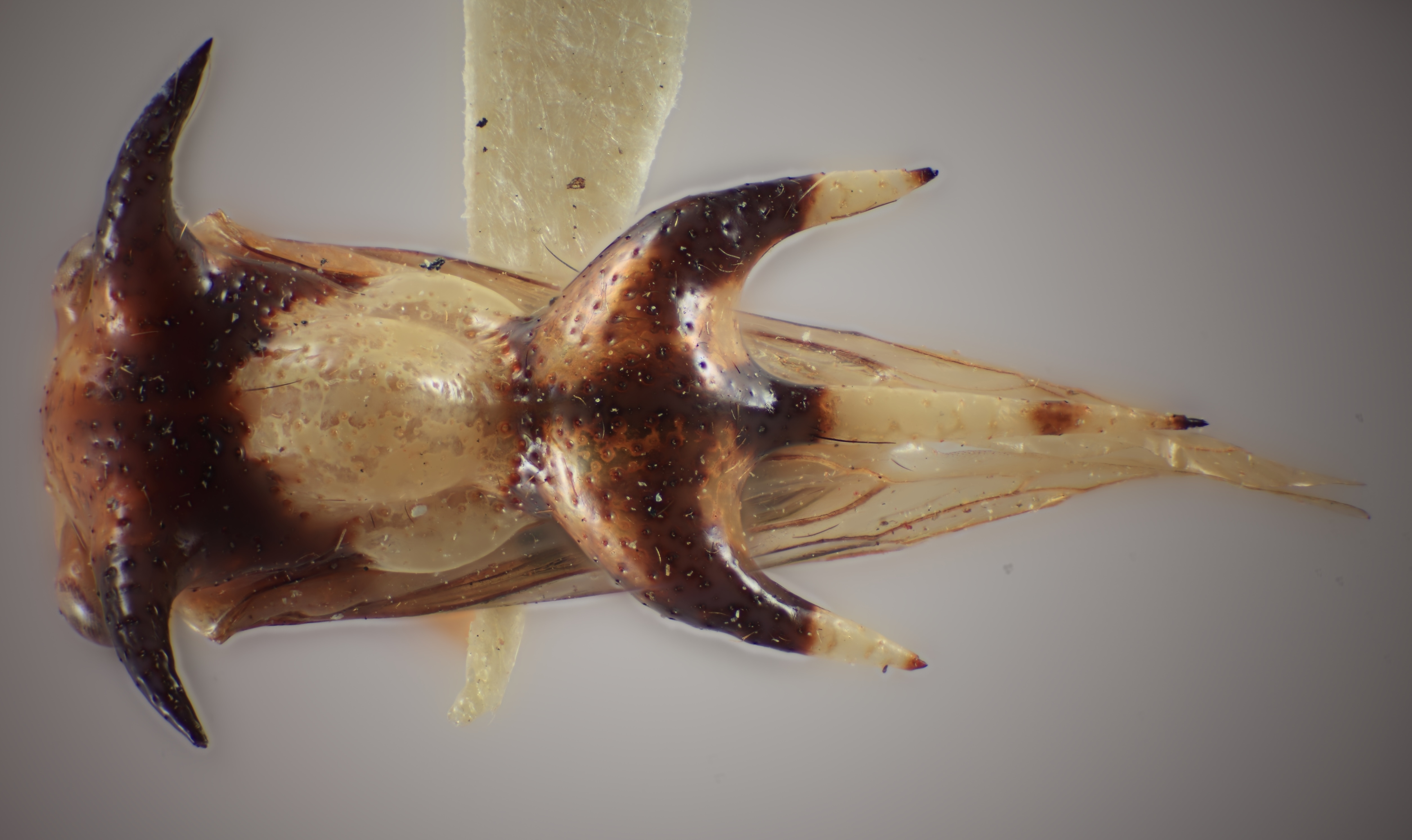 Habitus, dorsal view: (Observation).