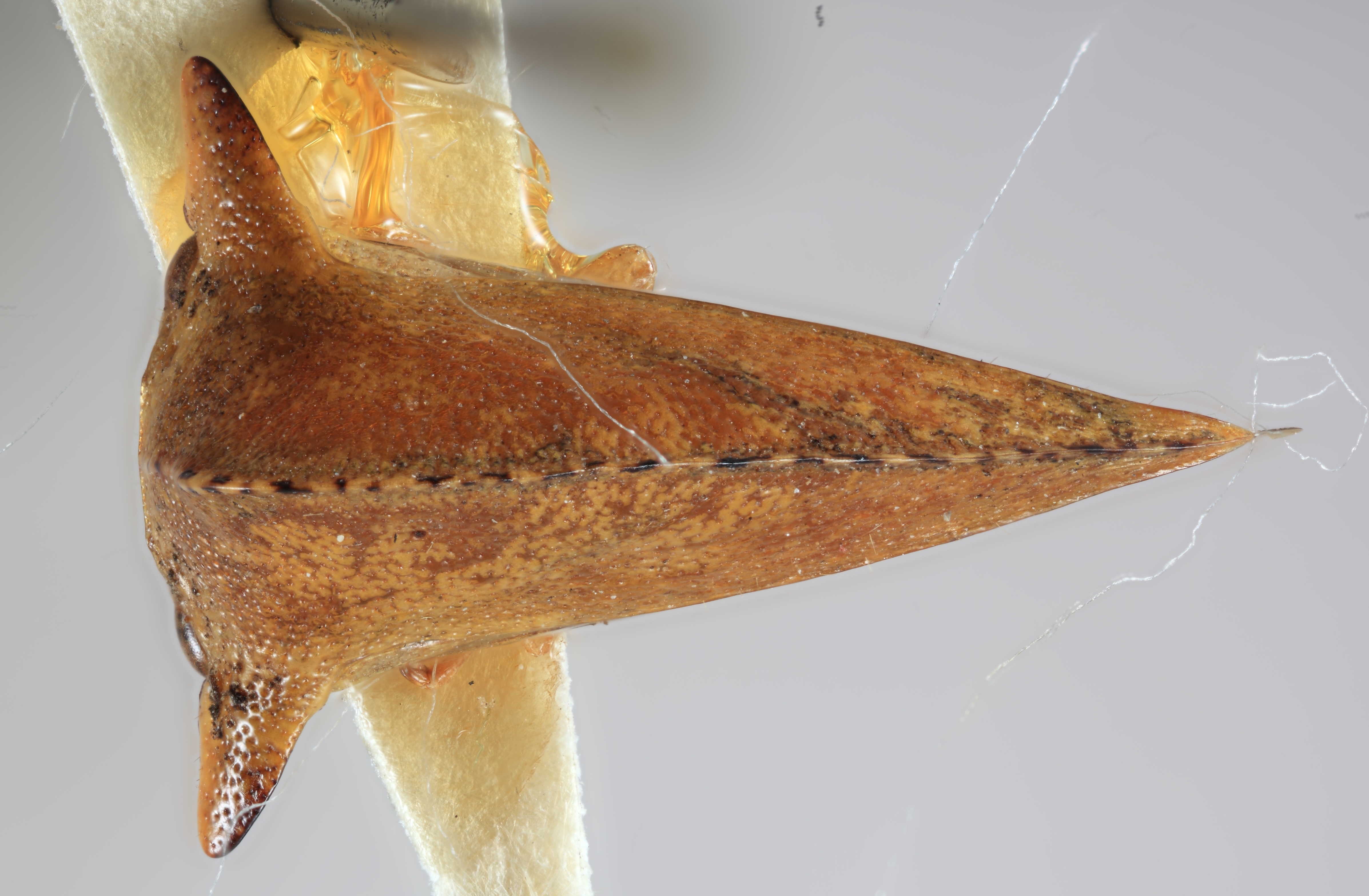 Habitus, dorsal view: !! display not done !! on Antianthe chichiana Funkhouser, 1943: (Observation).
