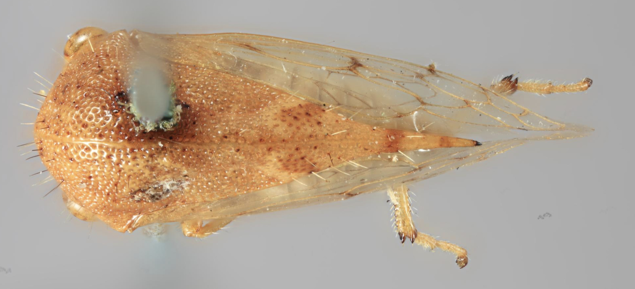 Habitus, dorsal view: !! display not done !! on Amblyophallus erectus (Funkhouser, 1919): (Observation).