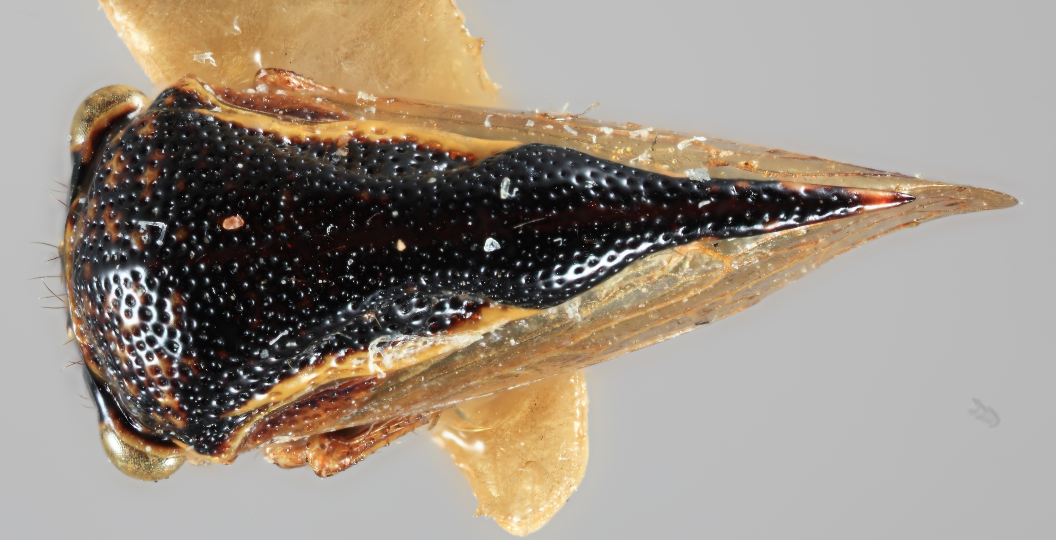 Habitus, dorsal view: !! display not done !! on Amblyophallus marginatus (Funkhouser, 1940): (Observation).