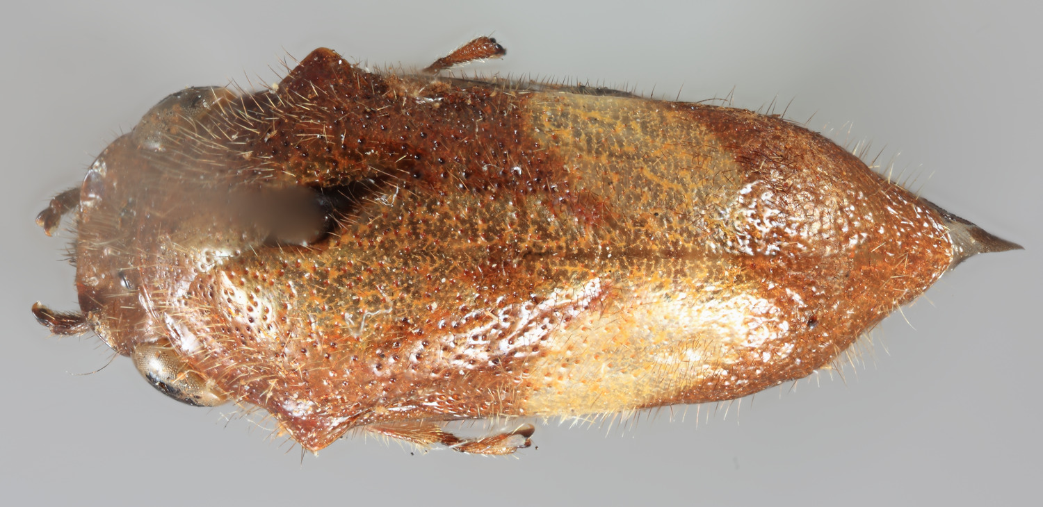 Habitus, dorsal view: (Observation).
