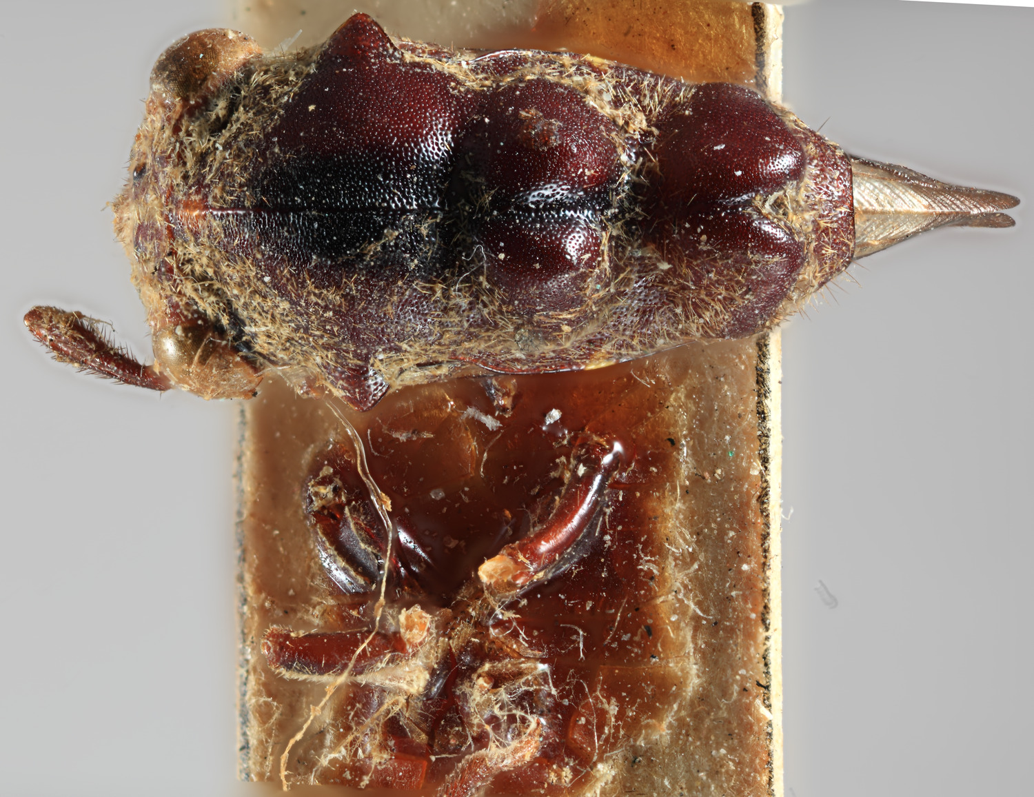 Habitus, dorsal view: !! display not done !! on Lallemandia nodosa Funkhouser, 1922: (Observation).