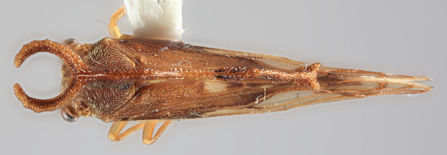 Habitus, dorsal view: !! display not done !! on Lycoderides nathanieli (Cryan, 1999): (Observation).