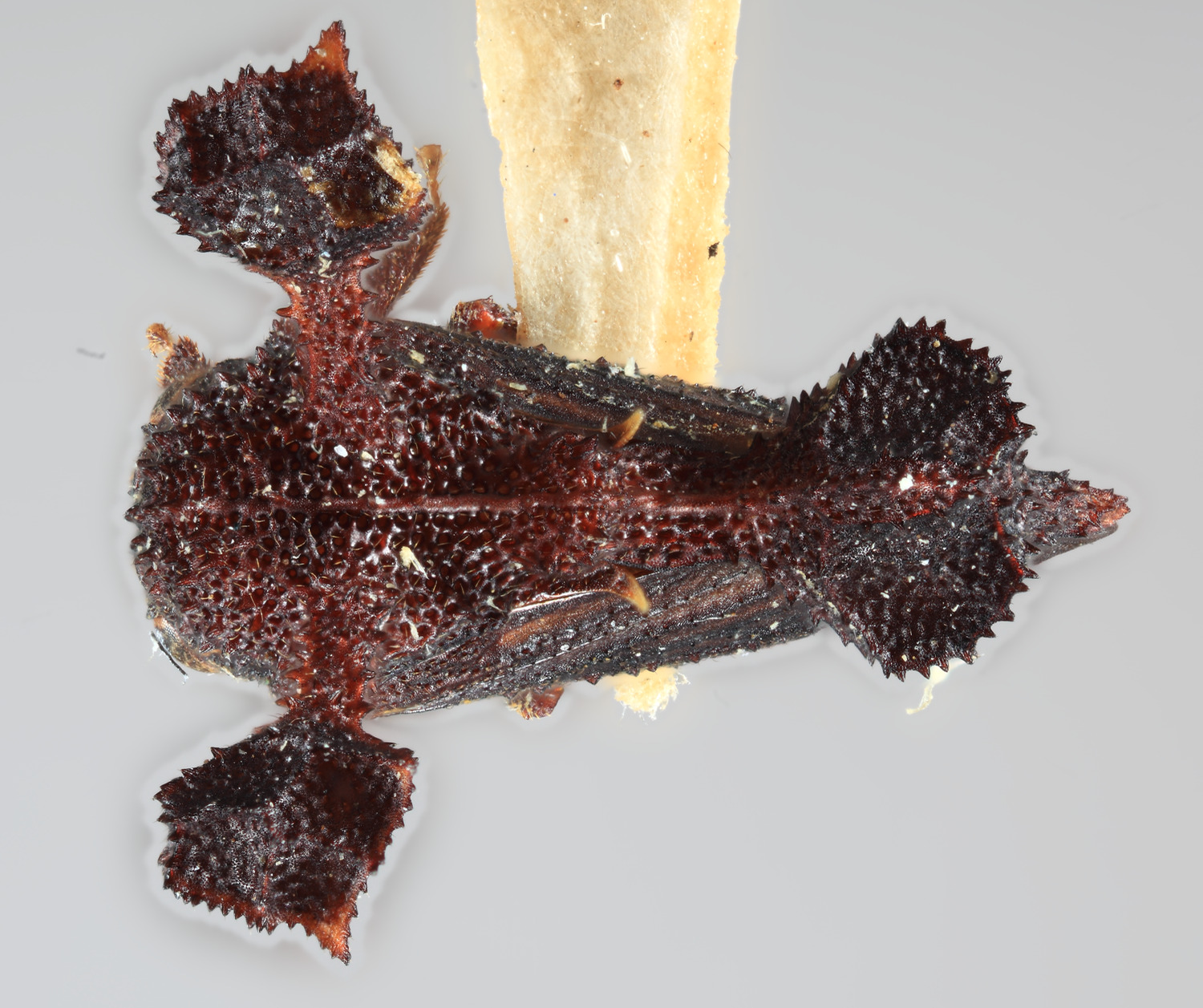 Habitus, dorsal view: !! display not done !! on Centrochares foliata Funkhouser, 1929: (Observation).