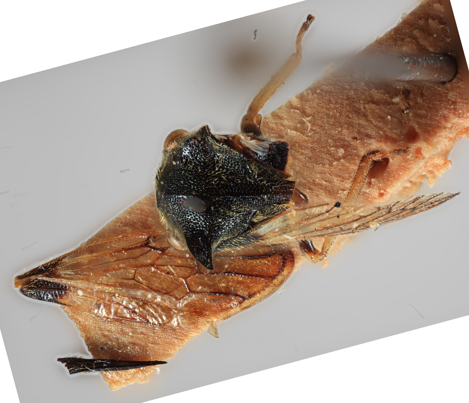 Habitus, dorsal view: (Observation).