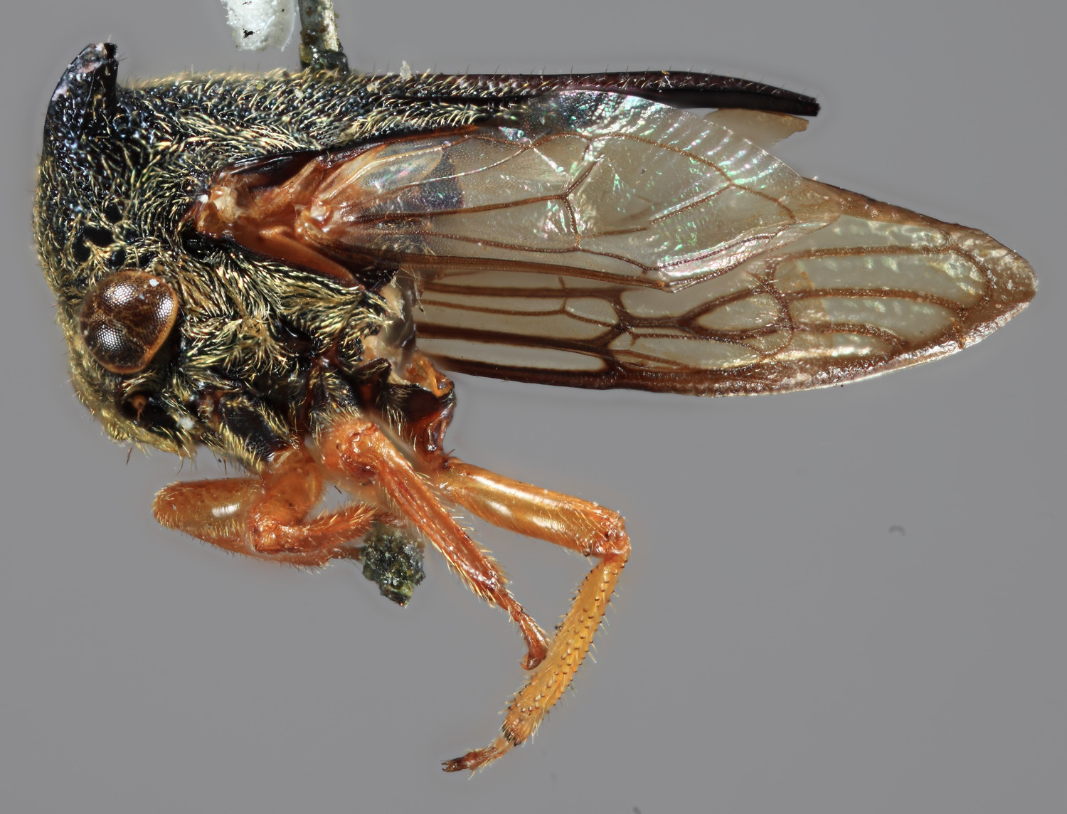 Habitus, lateral view: !! display not done !! on Cryptoparma parva (Funkhouser, 1922): (Observation).