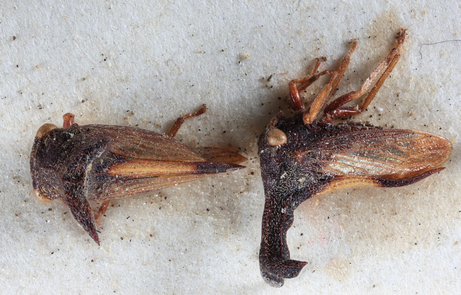 Habitus, dorsal view: (Observation).