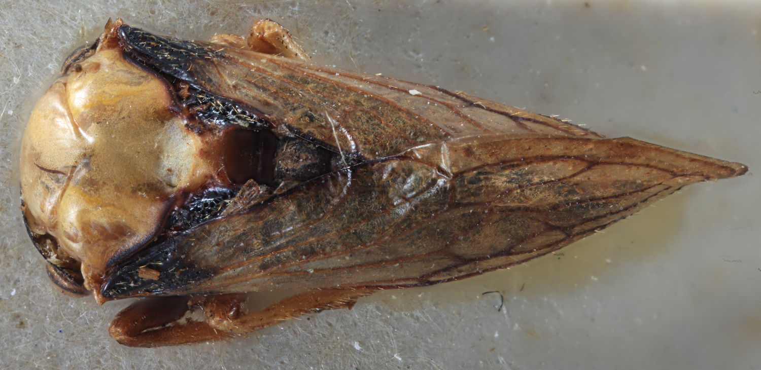 Habitus, dorsal view: (Observation).