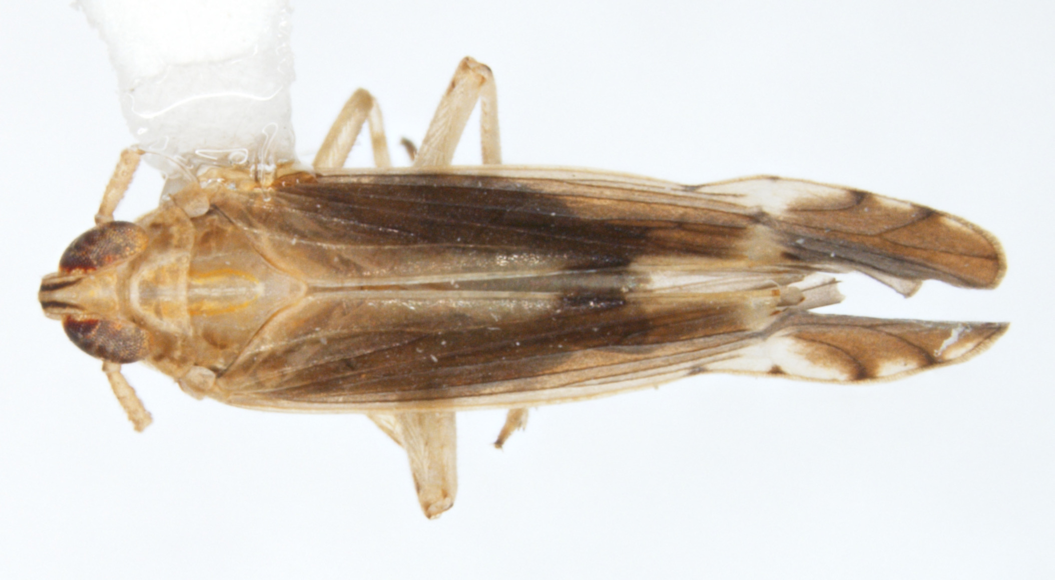 Habitus, dorsal view: !! display not done !! on Stenocranus (Codex) similis Crawford, 1914: (Observation).