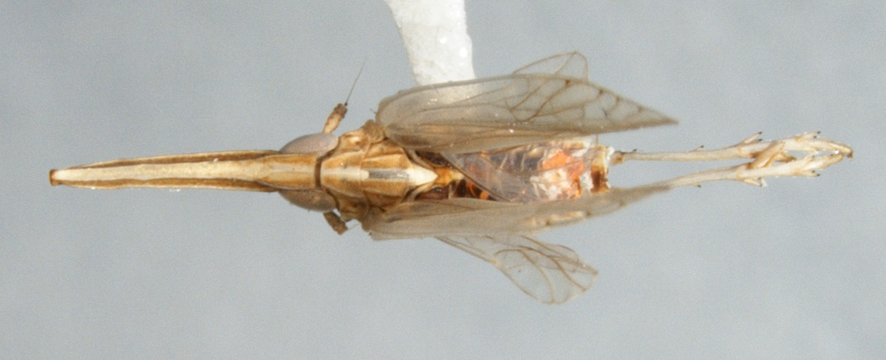 Habitus, dorsal view: !! display not done !! on Frameus dissociatus Bartlett, 2010: (Observation).