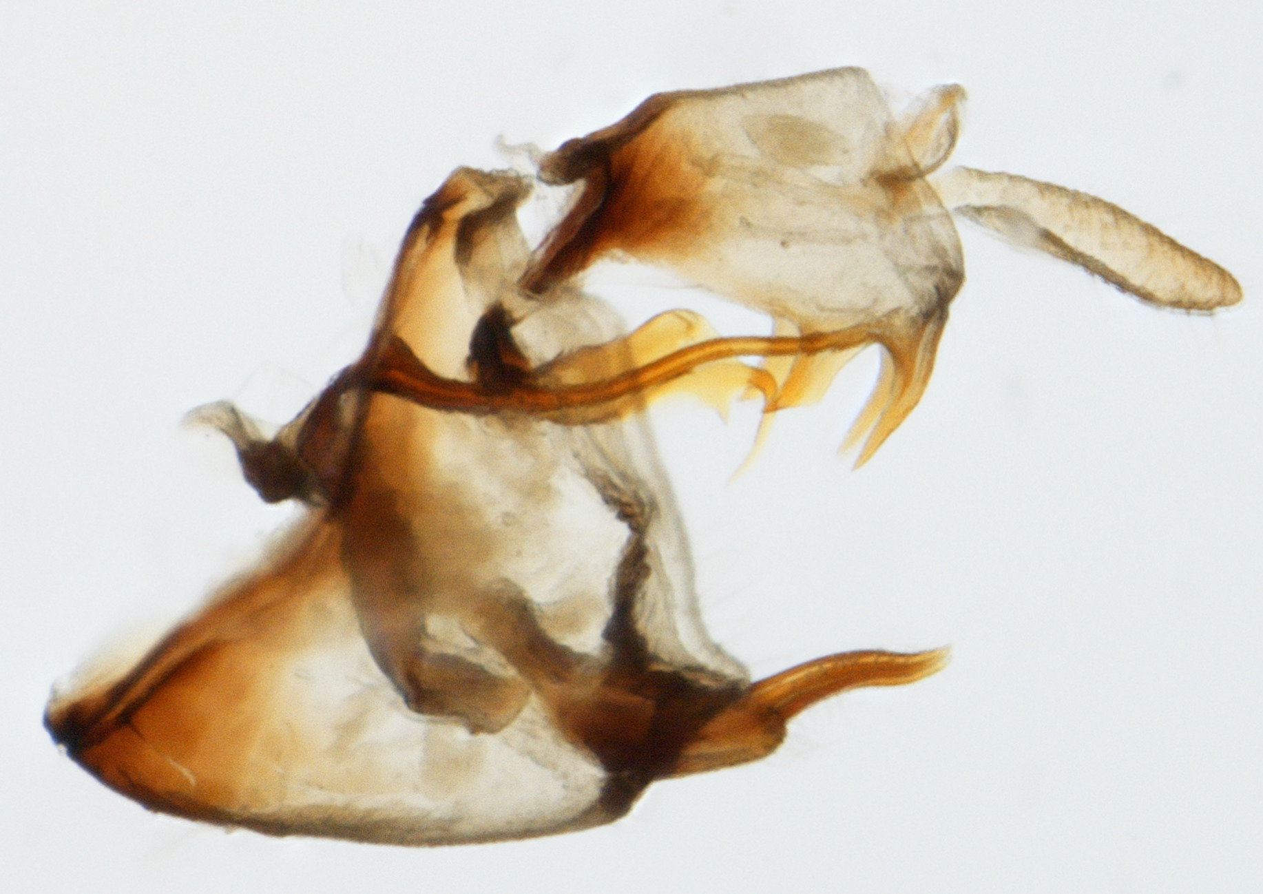 Pygofer, lateral view: !! display not done !! on Frameus simatus Bartlett, 2010: (Observation).