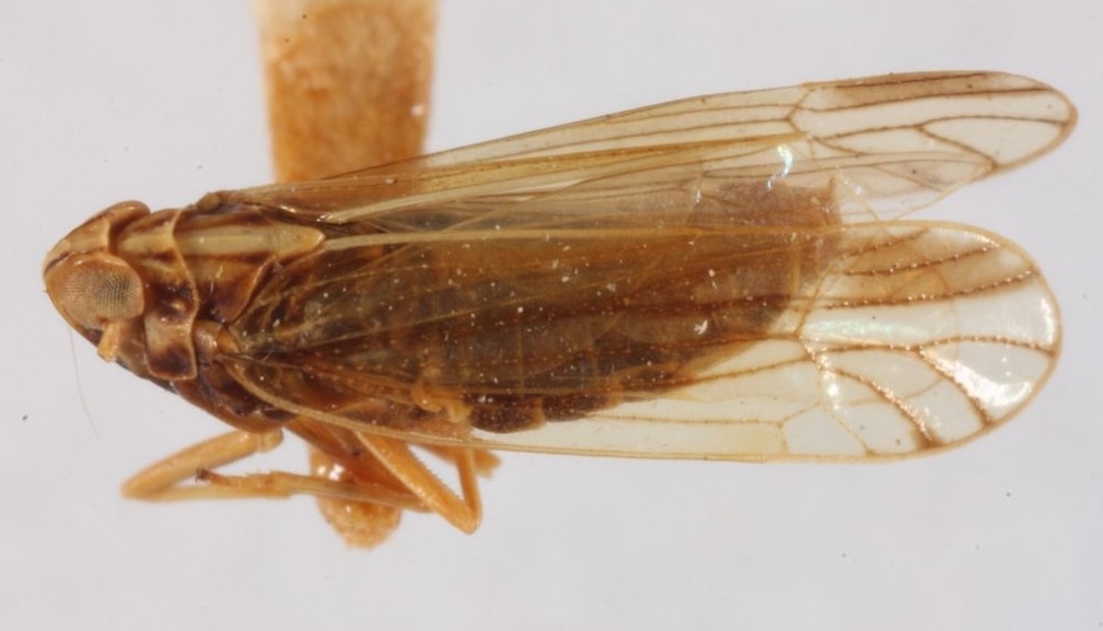 Habitus, lateral view: !! display not done !! on Sogata nigrifrons (Muir, 1917): (Observation).