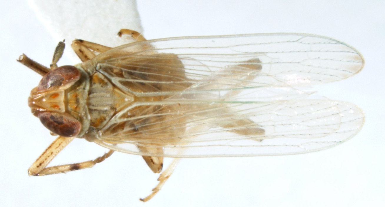 Habitus, dorsal view: !! display not done !! on Pentagramma cosquina Penner, 1947: (Observation).