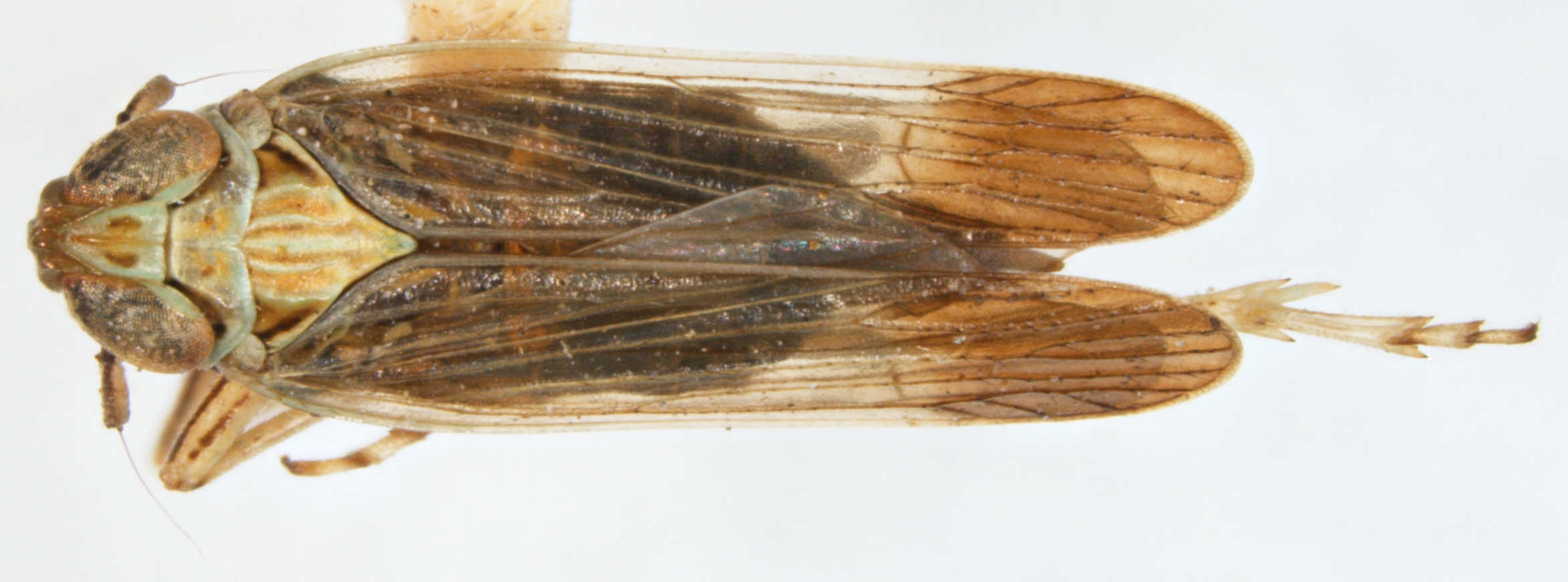 Habitus, dorsal view: !! display not done !! on Pentagramma douglasense Penner, 1947: (Observation).