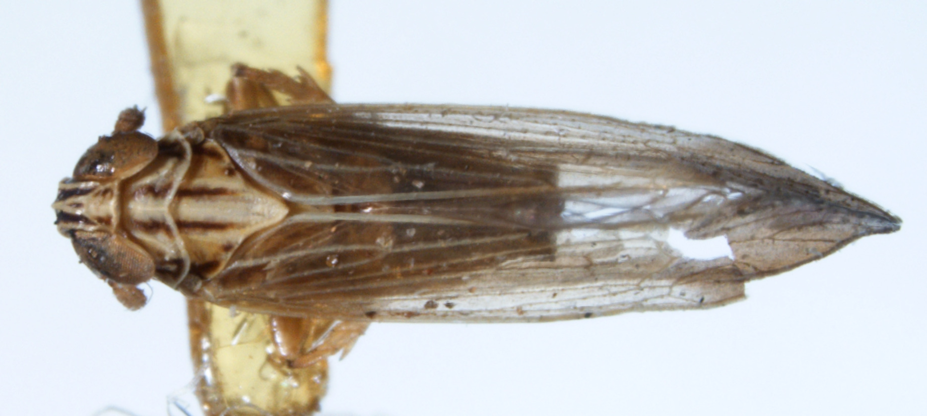 Habitus, dorsal view: !! display not done !! on Nothodelphax breviceps (Dozier, 1922): (Observation).