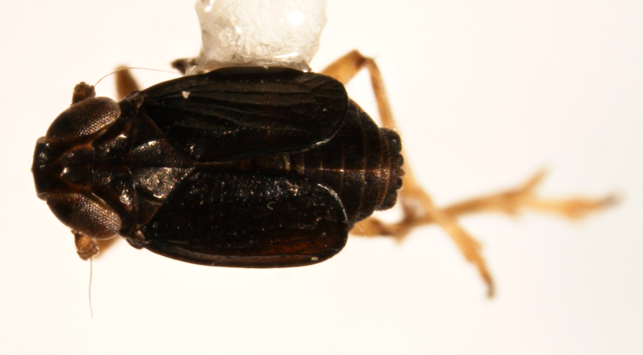 Habitus, dorsal view: !! display not done !! on Nothodelphax lineatipes (Van Duzee, 1897): (Observation).