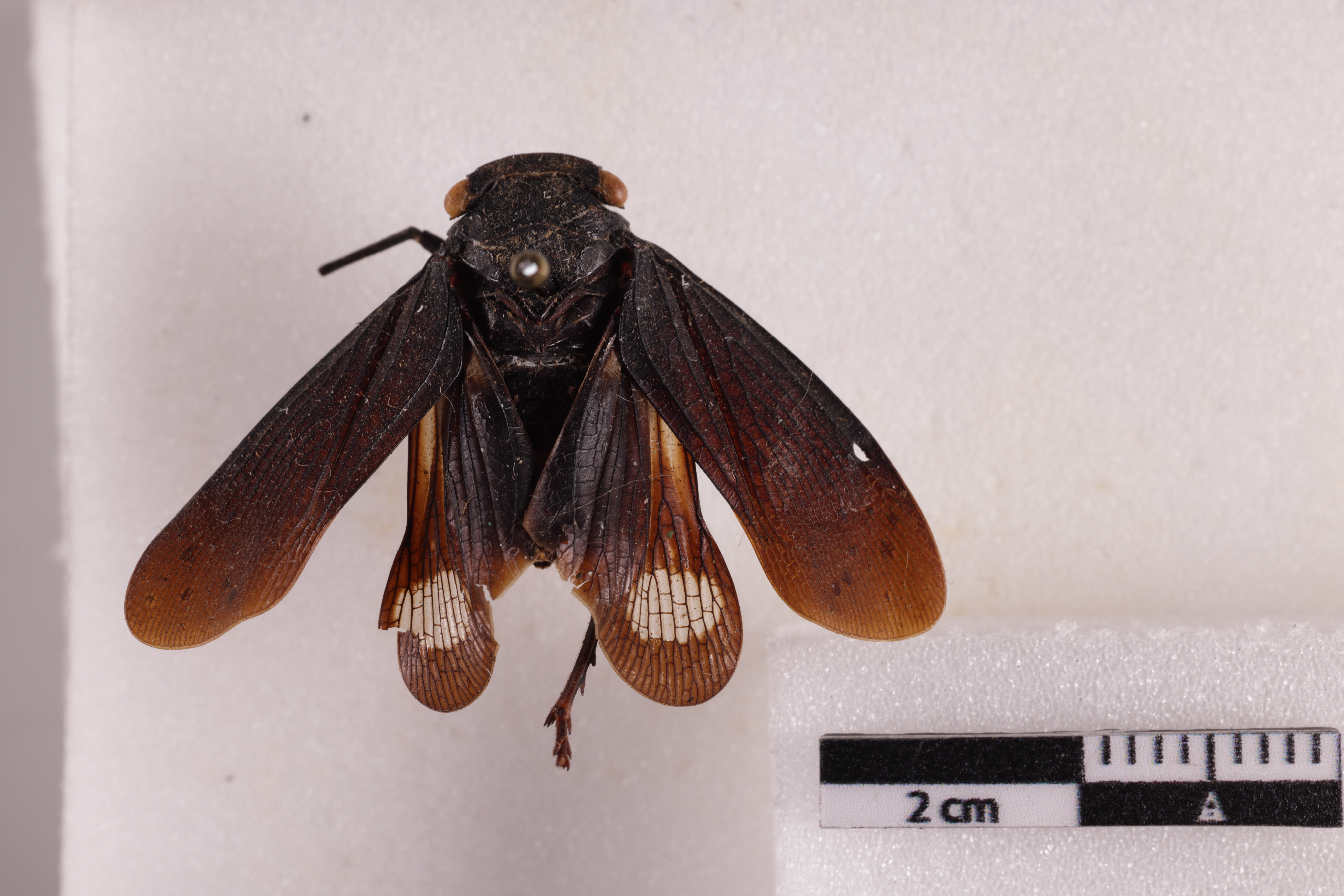 Habitus, dorsal view: (Observation).