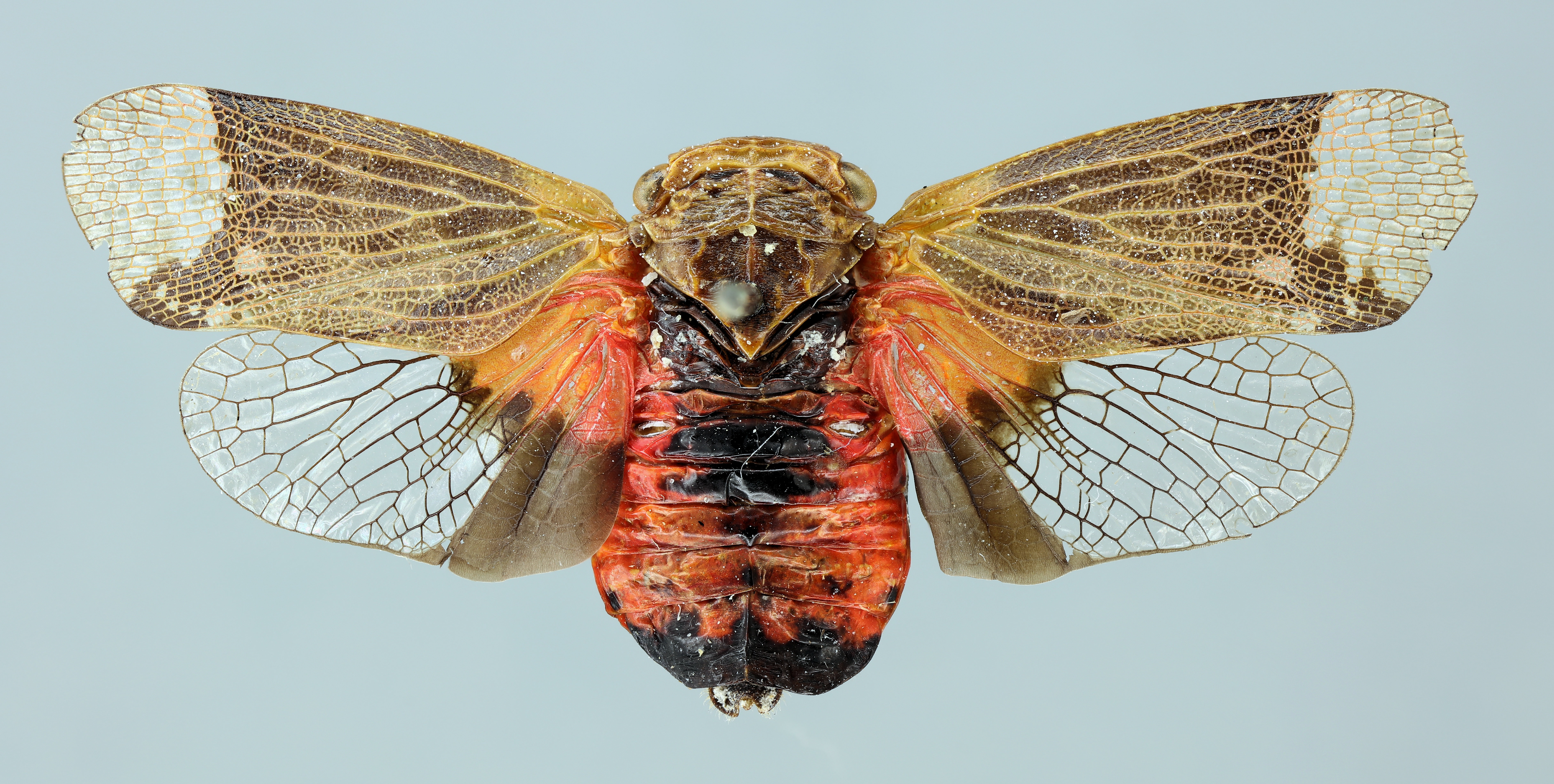 Habitus, dorsal view: (Observation).