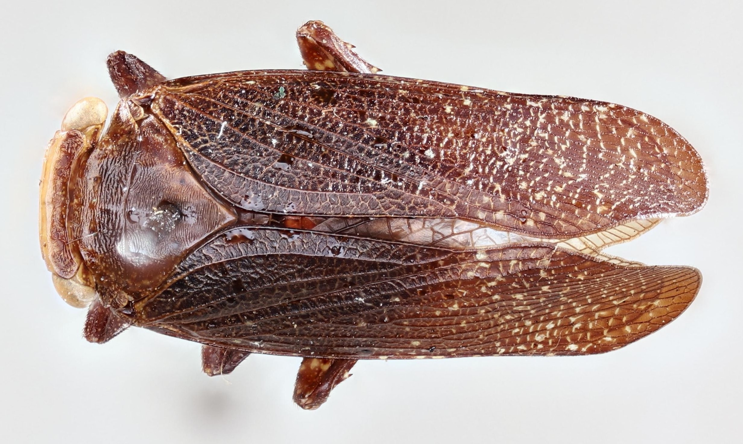 Habitus, dorsal view: !! display not done !! on Poblicia thanatophana Kirkaldy, 1907: (Observation).