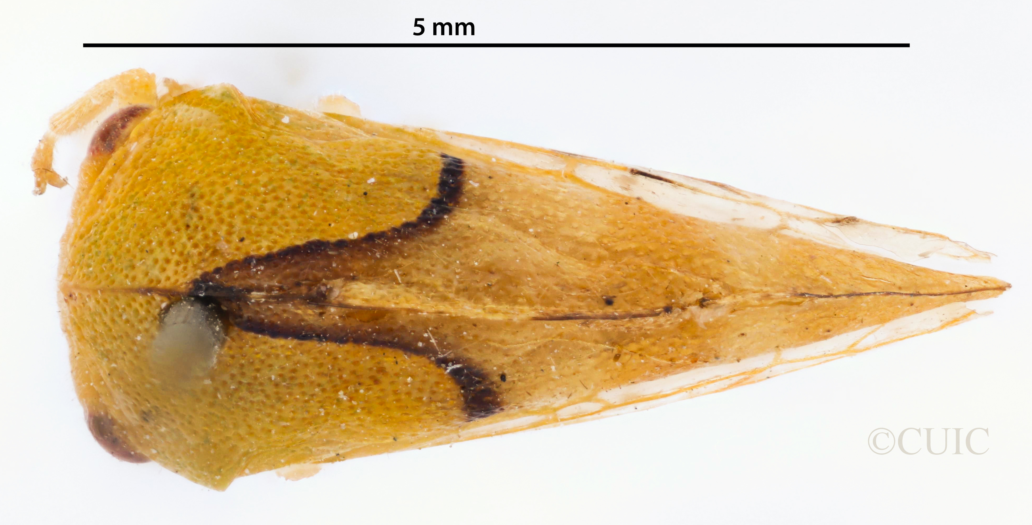 Habitus, dorsal view: !! display not done !! on Cyrtolobus cinctus Van Duzee, 1908: (Observation).